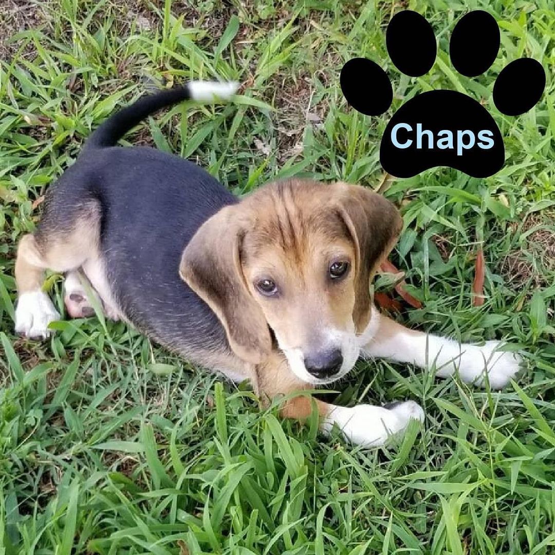 Chaps and Tuck are looking for their forever. They are both males, 10 weeks-old, and super playful.  We will require a fenced-in backyard at their forever homes.  pincdogrescue.org/adopt.  <a target='_blank' href='https://www.instagram.com/explore/tags/dogsincharlotte/'>#dogsincharlotte</a> <a target='_blank' href='https://www.instagram.com/explore/tags/dogsofcharlotte/'>#dogsofcharlotte</a> <a target='_blank' href='https://www.instagram.com/explore/tags/cltdogs/'>#cltdogs</a> <a target='_blank' href='https://www.instagram.com/explore/tags/cltpups/'>#cltpups</a> <a target='_blank' href='https://www.instagram.com/explore/tags/rescuedogsofinstagram/'>#rescuedogsofinstagram</a> <a target='_blank' href='https://www.instagram.com/explore/tags/legionbrewingsouthpark/'>#legionbrewingsouthpark</a> <a target='_blank' href='https://www.instagram.com/explore/tags/charlottesgotalot/'>#charlottesgotalot</a> <a target='_blank' href='https://www.instagram.com/explore/tags/petinthecitync/'>#petinthecitync</a> <a target='_blank' href='https://www.instagram.com/explore/tags/williamssubaruclt/'>#williamssubaruclt</a>