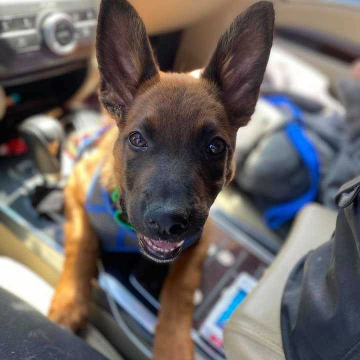 Back in April we took on this only surviving puppy from what was said to have been a coyote attack. Mom and siblings were killed. Some heartless person dumped the family in the woods. Zack has permanent damage to his jaw. He is still able to use his jaw to chew his food but can only open his mouth about 80%. In a perfect world he would get corrective surgery which can be very expensive but we have to wait and see when he stops growing. According to the vet this should not be a problem for him. He is able to eat and chew and open his mouth but will forever have a glorious overbite.
Zack is a 16 weeks old, Belgian Malinois.  He is very well behaved and his current foster mom adores him. However, he is looking for a forever home. Zack is very smart , and a super loving dog. Great with everyone he meets, likes other dogs, potty and crate trained. 

If you are interested in meeting this sweet boy please fill out an application. this can be found on out website at www.ebarr.org under adopt. 

<a target='_blank' href='https://www.instagram.com/explore/tags/rescuebelgianmalinois/'>#rescuebelgianmalinois</a> <a target='_blank' href='https://www.instagram.com/explore/tags/rescueismyfavoritebreed/'>#rescueismyfavoritebreed</a> 
<a target='_blank' href='https://www.instagram.com/explore/tags/eastbayanimalrescueandrefuge/'>#eastbayanimalrescueandrefuge</a>