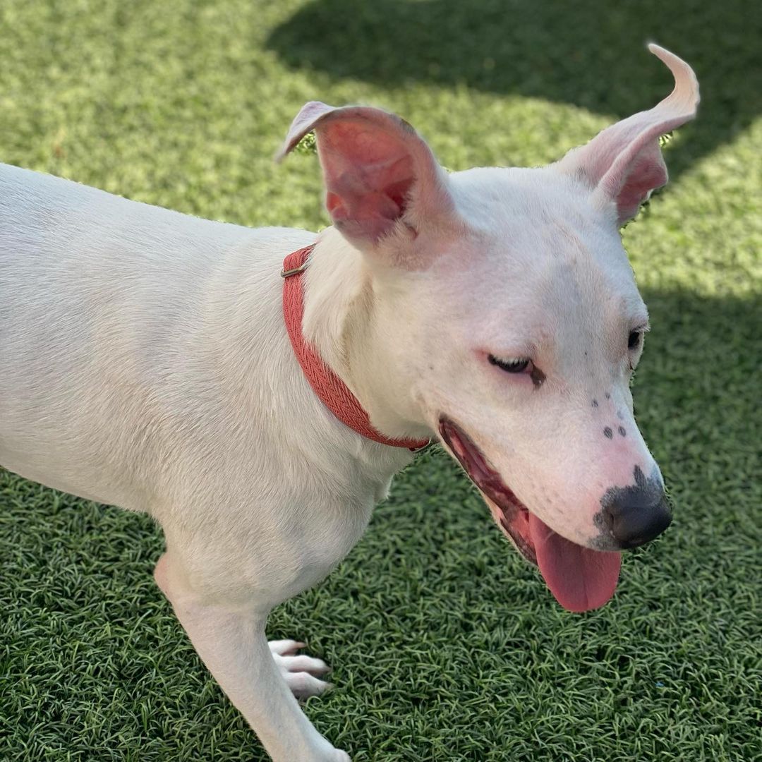 Little Dreamer is a Whippet/Terrier mix! She’s only 7 months old and already doing well in foster. Dreamer is very good with other dogs, knows her basics, walks well on a leash, and loves to cuddle 🎀

Adopt Dreamer: www.btvdogrescue.org