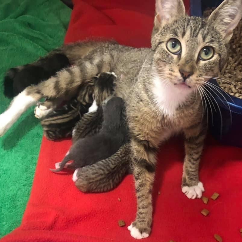 This sweet mama came to us from Bridgeport. She was very skinny and trying to maintain her strength to feed her babies. She seems very happy that she is safe with constant food to eat and making muffins on her comfy blankets! She couldn’t be sweeter and her babies couldn’t be any cuter. 🐱 Kitten season is here (and has been)! These babies won’t be up for adoption until they are 12 weeks of age but we do have others who are adoptable! So please fill out an application on our website www.theanimalhavenct.org if you are interested in adopting 🐾 and send it back to michelle@theanimalhavenct.org