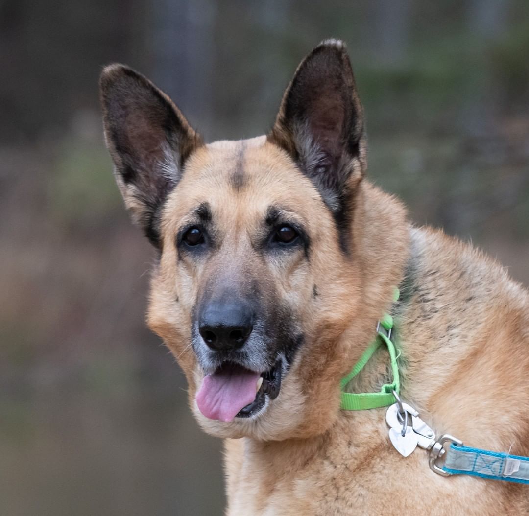 BETTER TOGETHER -- Meet Lacy and Champ! ❤  They are super sweet, love to play with toys!! ❤  Great on walks together. Both love to play fetch. They are a bonded pair. Who needs two good sweet dogs in their life? Champ is 10 and Lacy is 9. 

PLEASE SHARE!
🐾 apply to adopt at www.CaninePetRescue.com
🐾donate at https://caninepetrescue.networkforgood.com/