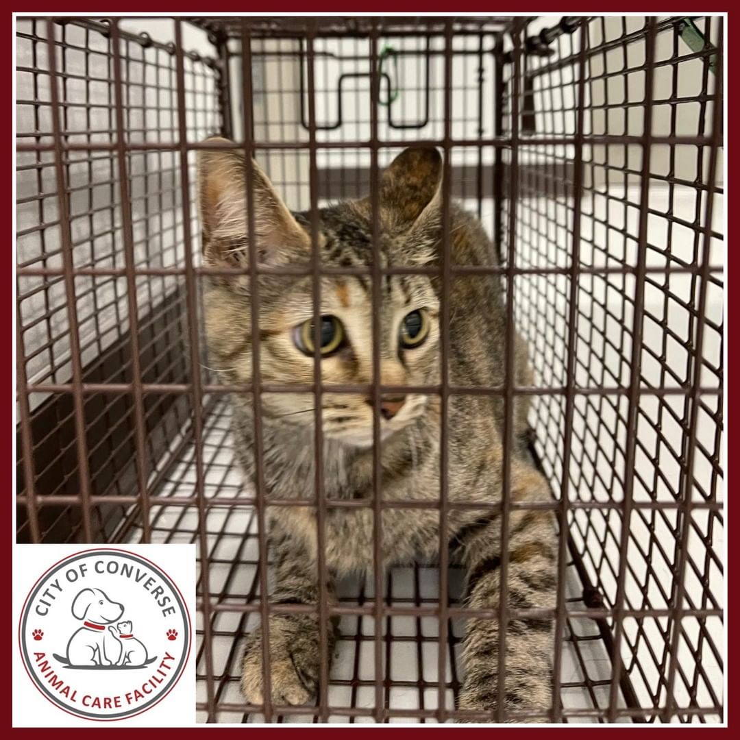 Impounded 7/12/2021:

The cat was found on Station Street and the dog was found in the Bridgehaven Subdivision. If you recognize these animals please call the Converse Animal Care Facility at 210-658-5369.