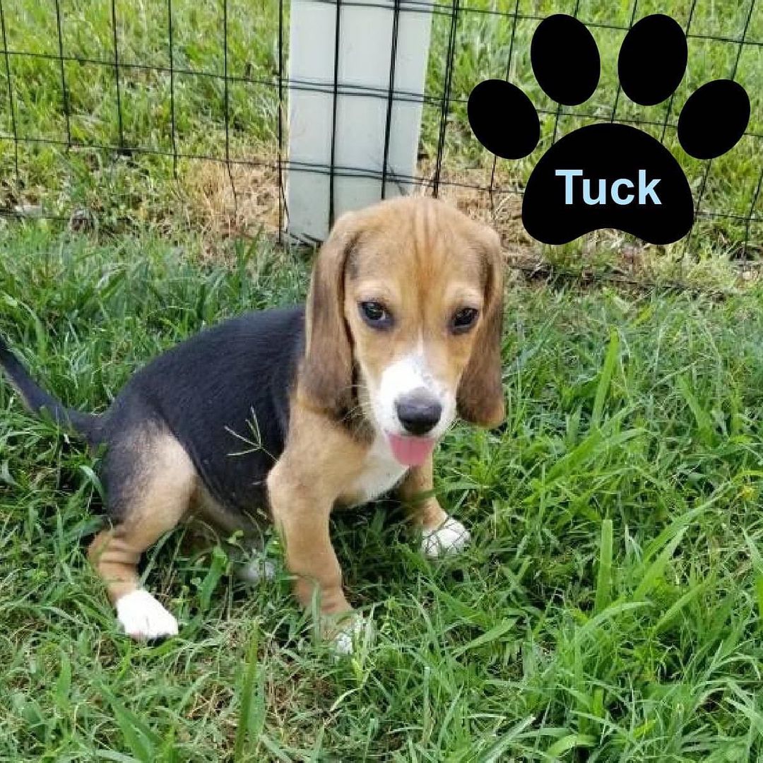 Chaps and Tuck are looking for their forever. They are both males, 10 weeks-old, and super playful.  We will require a fenced-in backyard at their forever homes.  pincdogrescue.org/adopt.  <a target='_blank' href='https://www.instagram.com/explore/tags/dogsincharlotte/'>#dogsincharlotte</a> <a target='_blank' href='https://www.instagram.com/explore/tags/dogsofcharlotte/'>#dogsofcharlotte</a> <a target='_blank' href='https://www.instagram.com/explore/tags/cltdogs/'>#cltdogs</a> <a target='_blank' href='https://www.instagram.com/explore/tags/cltpups/'>#cltpups</a> <a target='_blank' href='https://www.instagram.com/explore/tags/rescuedogsofinstagram/'>#rescuedogsofinstagram</a> <a target='_blank' href='https://www.instagram.com/explore/tags/legionbrewingsouthpark/'>#legionbrewingsouthpark</a> <a target='_blank' href='https://www.instagram.com/explore/tags/charlottesgotalot/'>#charlottesgotalot</a> <a target='_blank' href='https://www.instagram.com/explore/tags/petinthecitync/'>#petinthecitync</a> <a target='_blank' href='https://www.instagram.com/explore/tags/williamssubaruclt/'>#williamssubaruclt</a>