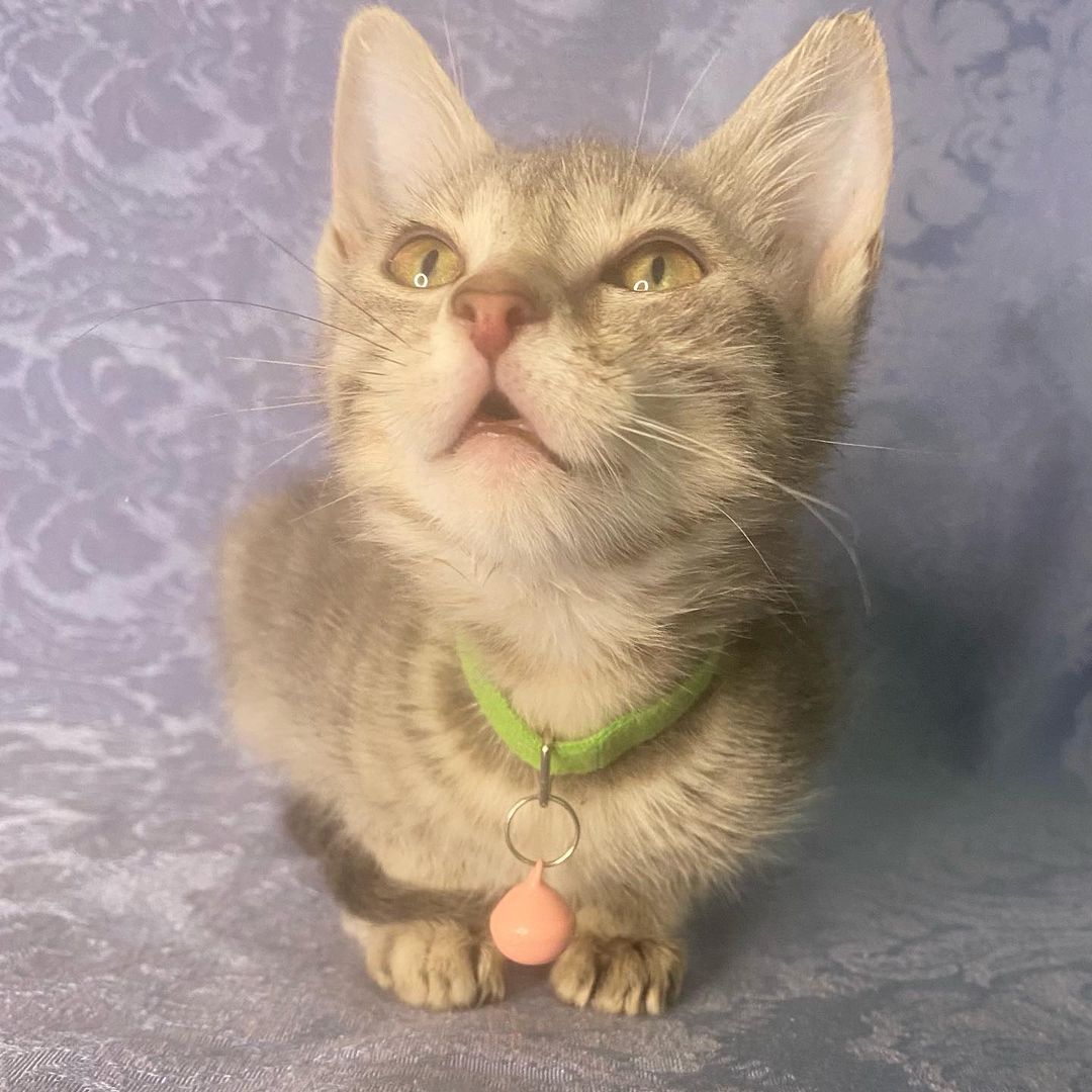 Photo shoot at Many Paws today!! Soon pics will be updated and new cats will be posted! Please like and share our page. Link in bio for adoption information. <a target='_blank' href='https://www.instagram.com/explore/tags/catsofinstagram/'>#catsofinstagram</a> <a target='_blank' href='https://www.instagram.com/explore/tags/adoptdontshop/'>#adoptdontshop</a> <a target='_blank' href='https://www.instagram.com/explore/tags/cutenessoverload/'>#cutenessoverload</a> <a target='_blank' href='https://www.instagram.com/explore/tags/cutekitty/'>#cutekitty</a> <a target='_blank' href='https://www.instagram.com/explore/tags/adoptme/'>#adoptme</a> <a target='_blank' href='https://www.instagram.com/explore/tags/adoptacat/'>#adoptacat</a> <a target='_blank' href='https://www.instagram.com/explore/tags/lookingforahome/'>#lookingforahome</a> <a target='_blank' href='https://www.instagram.com/explore/tags/foreverhome/'>#foreverhome</a> <a target='_blank' href='https://www.instagram.com/explore/tags/fosterkittens/'>#fosterkittens</a> <a target='_blank' href='https://www.instagram.com/explore/tags/rescuecat/'>#rescuecat</a> <a target='_blank' href='https://www.instagram.com/explore/tags/fosterkittensofinstagram/'>#fosterkittensofinstagram</a> <a target='_blank' href='https://www.instagram.com/explore/tags/instacat/'>#instacat</a> <a target='_blank' href='https://www.instagram.com/explore/tags/catlove/'>#catlove</a> <a target='_blank' href='https://www.instagram.com/explore/tags/instacat/'>#instacat</a> <a target='_blank' href='https://www.instagram.com/explore/tags/manypawsglobalrescue/'>#manypawsglobalrescue</a>