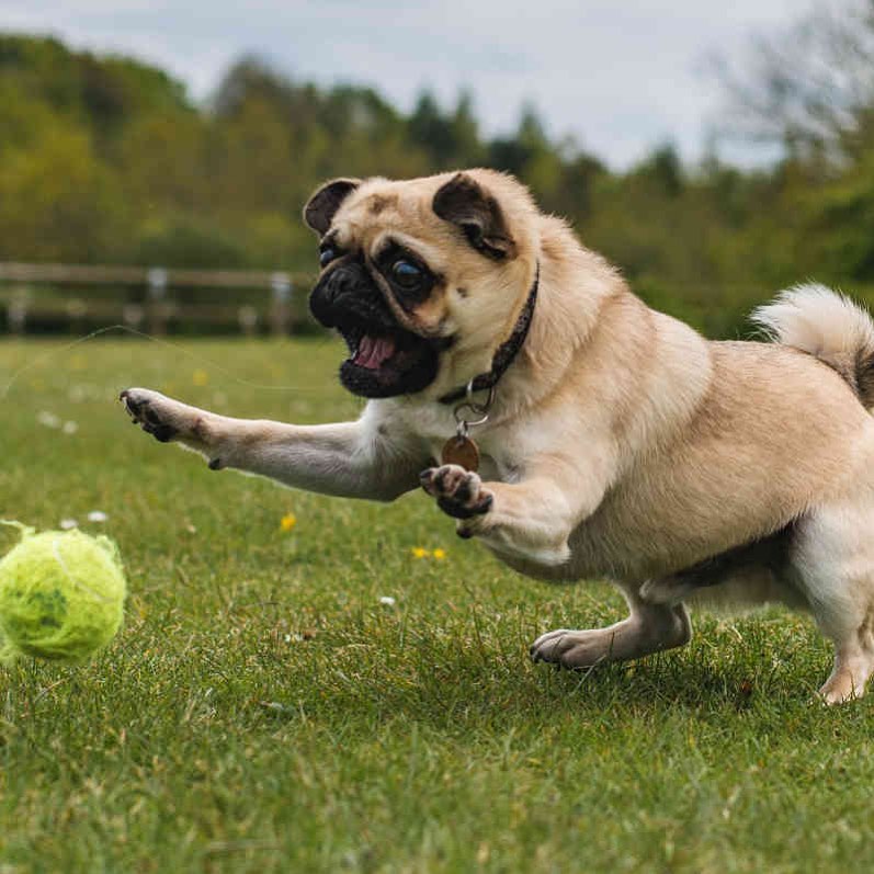 Only a couple weeks to purchase a tennis ball for your chance to win one of our baskets! 

Don’t wait, we have limited balls available for purchase! Contest will be held on Facebook for viewing. Three winners will be selected.

Winning baskets include: Dog DNA test, leash, collar, treats, grooming brush and a toy ($150 value) 

Copy/Paste the link to purchase: https://prairiepaws.networkforgood.com/events/31660-the-tennis-ball-run?fbclid=IwAR2I3A7W-PL4qWoiTT4EOVbPJoQt6_ADnw1HbNC0uTYjt2Fu-iNdymPsavk&utm_campaign=dms_email_blast_1310456