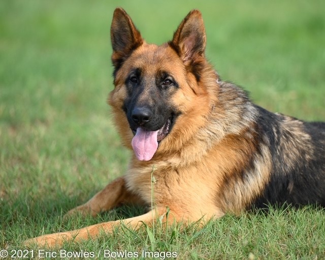 🧚‍♂️🍀Pete was surrendered to animal control by his former owners to be euthanized because they wanted to travel more!  He is SO incredibly sweet. We don’t know how he lost his foot, but he will require surgery on his back leg to give his hips some relief. Pete is a mild-mannered GSD Male about a year-and-a-half old. He is a quiet guy. He was very sad when he first arrived but has blossomed.  He loves scratches and affection. Loves to play ball ⚽️or sit with you and let you love ❤️on him. Will be good for any type of family. Walks well on a leash, knows how to sit. 🚶‍♂️
👇
PLEASE SHARE!
🐾 apply to adopt at www.CaninePetRescue.com
🐾donate at https://caninepetrescue.networkforgood.com/