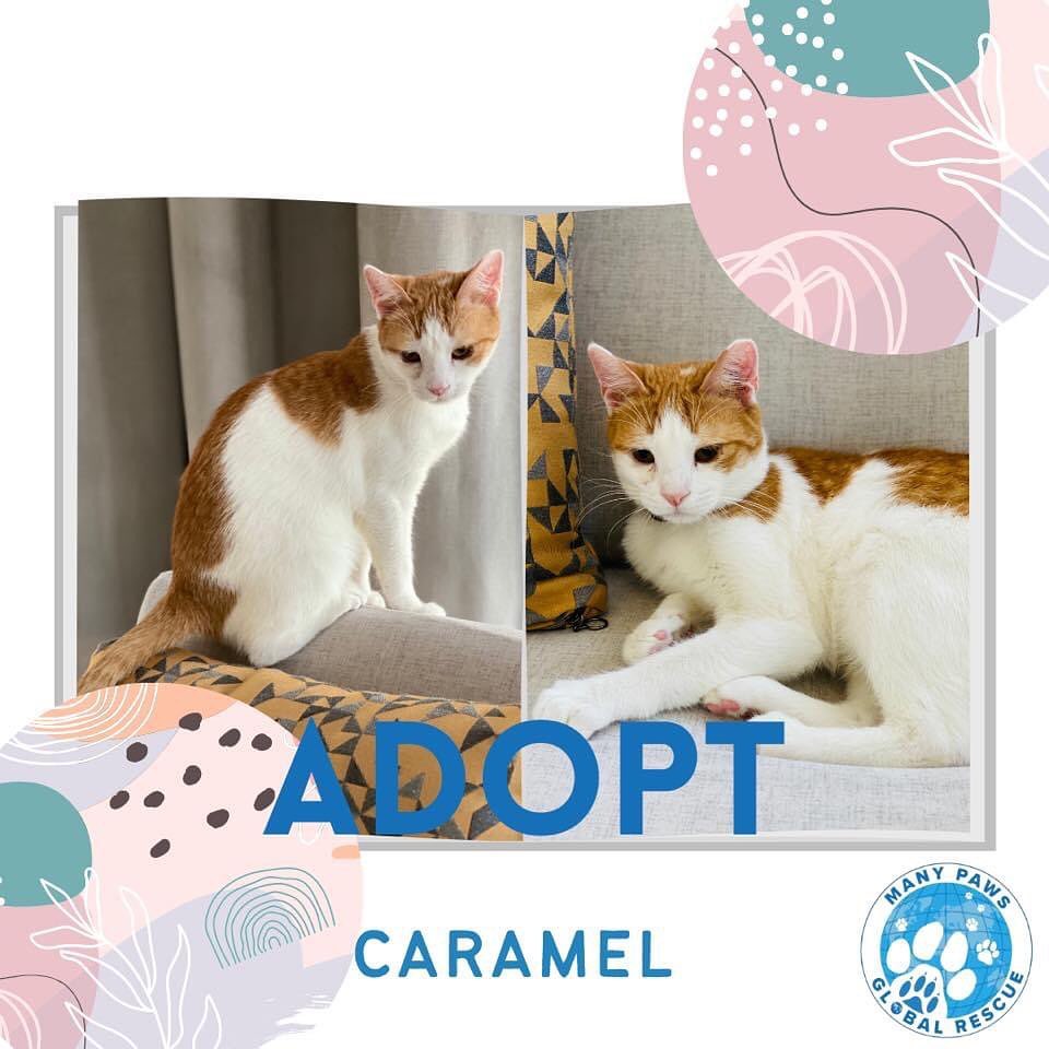 We are looking for a foster or for adoption!

Please like and share our page. Link in bio for adoption information. <a target='_blank' href='https://www.instagram.com/explore/tags/catsofinstagram/'>#catsofinstagram</a> <a target='_blank' href='https://www.instagram.com/explore/tags/adoptdontshop/'>#adoptdontshop</a> <a target='_blank' href='https://www.instagram.com/explore/tags/cutenessoverload/'>#cutenessoverload</a> <a target='_blank' href='https://www.instagram.com/explore/tags/cutekitty/'>#cutekitty</a> <a target='_blank' href='https://www.instagram.com/explore/tags/adoptme/'>#adoptme</a> <a target='_blank' href='https://www.instagram.com/explore/tags/adoptacat/'>#adoptacat</a> <a target='_blank' href='https://www.instagram.com/explore/tags/lookingforahome/'>#lookingforahome</a> <a target='_blank' href='https://www.instagram.com/explore/tags/foreverhome/'>#foreverhome</a> <a target='_blank' href='https://www.instagram.com/explore/tags/fosterkittens/'>#fosterkittens</a> <a target='_blank' href='https://www.instagram.com/explore/tags/rescuecat/'>#rescuecat</a> <a target='_blank' href='https://www.instagram.com/explore/tags/fosterkittensofinstagram/'>#fosterkittensofinstagram</a> <a target='_blank' href='https://www.instagram.com/explore/tags/instacat/'>#instacat</a> <a target='_blank' href='https://www.instagram.com/explore/tags/catlove/'>#catlove</a> <a target='_blank' href='https://www.instagram.com/explore/tags/instacat/'>#instacat</a> <a target='_blank' href='https://www.instagram.com/explore/tags/manypawsglobalrescue/'>#manypawsglobalrescue</a>