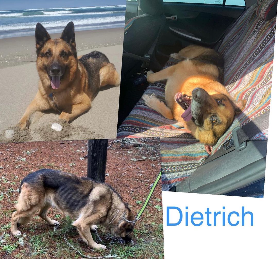 ADOPTABLE IN OREGON✨
Dietrich was pulled from a shelter in San Bernardino about a year ago & is currently living in Coos Bay, OR with his foster. That rescue has now ghosted the foster & she is desperate to find him a furever home after a year of rehab + training.
Dietrich has never had a home & is currently living in her garage because he would like to eat her cats. He needs a wonderful home in Oregon! 
They are unsure how he is with kids & is dog selective so would do best as an only child.
He’s gone through a board + train & his foster will send him again with the adopter so they can learn how to work with him.
They would prefer a family that is familiar with Shepherds & he loves men!
He had back surgery last year but is a healthy boy now.
He is about 9 years old, 115 lbs, neutered, UTD vax, microchipped, housebroken & knows lots of commands.
He is a big, sweet teddy bear 💙

We will be facilitating the adoption so please submit an application to:

https://form.jotform.co/93015834844864