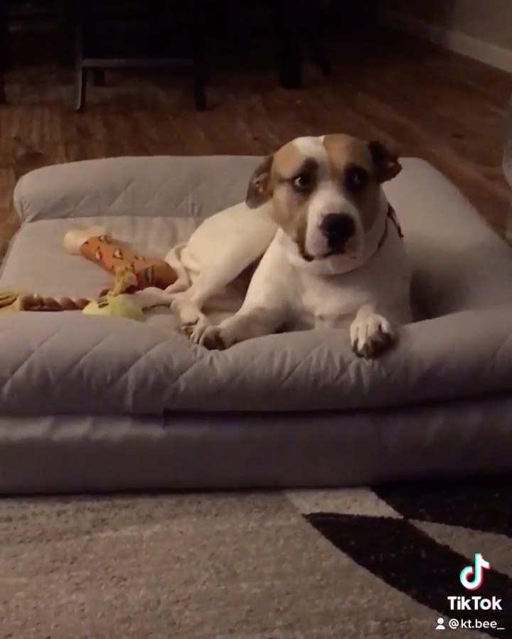 Darling Dulce has been ADOPTED! ❤️ 

We could not be happier with the home she landed & how integrated and confident she has become. This sweetheart is <a target='_blank' href='https://www.instagram.com/explore/tags/home/'>#home</a>! <a target='_blank' href='https://www.instagram.com/explore/tags/adopted/'>#adopted</a> <a target='_blank' href='https://www.instagram.com/explore/tags/adoptdontshop/'>#adoptdontshop</a> <a target='_blank' href='https://www.instagram.com/explore/tags/pitmixesofinstagram/'>#pitmixesofinstagram</a>