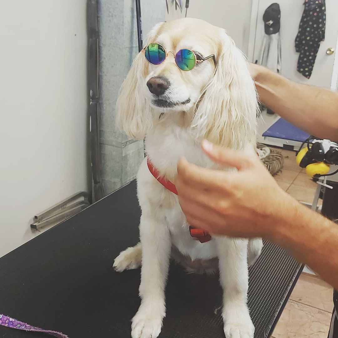 Holly looking good after her bath and tidy today. 

<a target='_blank' href='https://www.instagram.com/explore/tags/dogswithsunglasses/'>#dogswithsunglasses</a> <a target='_blank' href='https://www.instagram.com/explore/tags/thedoggos/'>#thedoggos</a> <a target='_blank' href='https://www.instagram.com/explore/tags/doggosdoingthings/'>#doggosdoingthings</a> <a target='_blank' href='https://www.instagram.com/explore/tags/lovedogs/'>#lovedogs</a> <a target='_blank' href='https://www.instagram.com/explore/tags/groomersofinstagram/'>#groomersofinstagram</a> <a target='_blank' href='https://www.instagram.com/explore/tags/etobicokedogs/'>#etobicokedogs</a> <a target='_blank' href='https://www.instagram.com/explore/tags/etobicokegroomers/'>#etobicokegroomers</a>