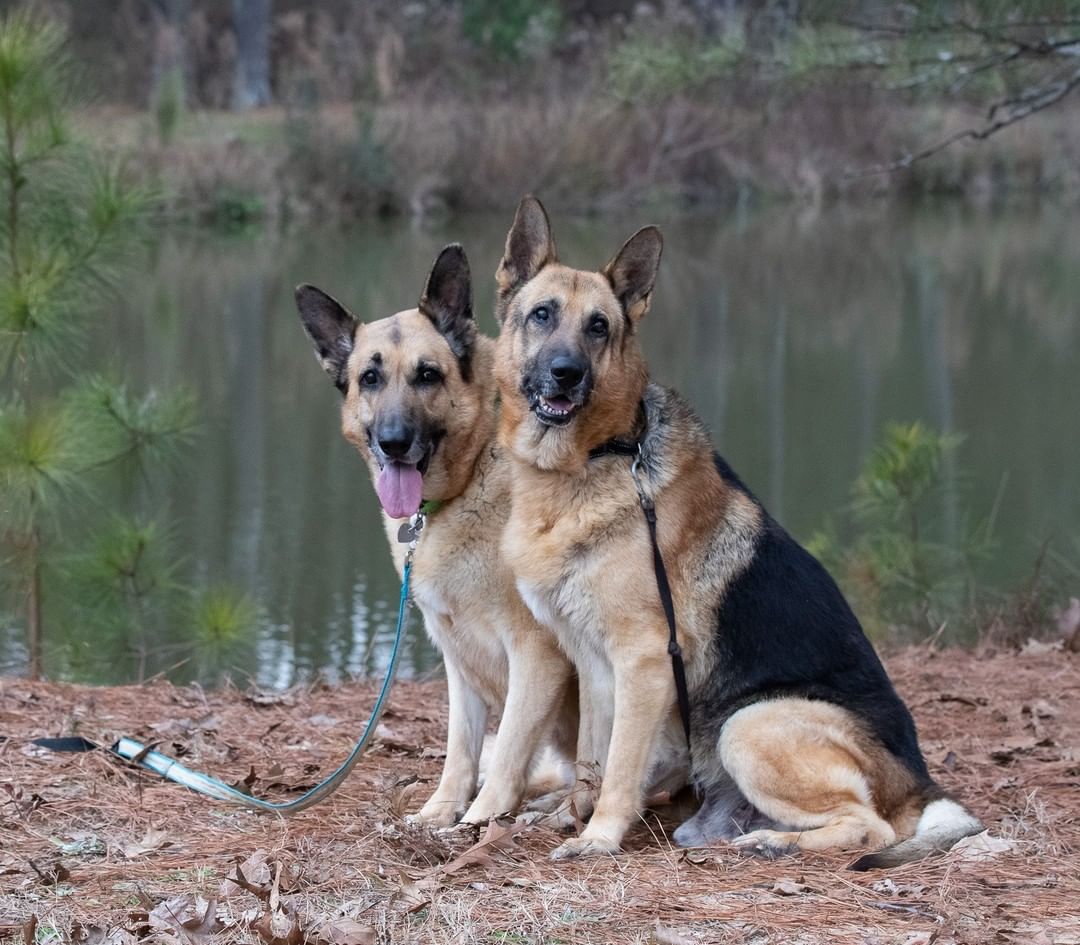 BETTER TOGETHER -- Meet Lacy and Champ! ❤  They are super sweet, love to play with toys!! ❤  Great on walks together. Both love to play fetch. They are a bonded pair. Who needs two good sweet dogs in their life? Champ is 10 and Lacy is 9. 

PLEASE SHARE!
🐾 apply to adopt at www.CaninePetRescue.com
🐾donate at https://caninepetrescue.networkforgood.com/