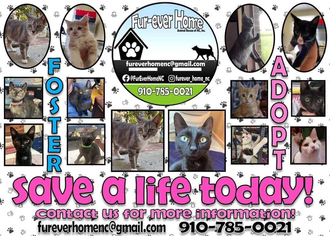 All of these sweet babies still need Fur-Ever Homes! Contact us today if you're looking for a furry feline friend!
