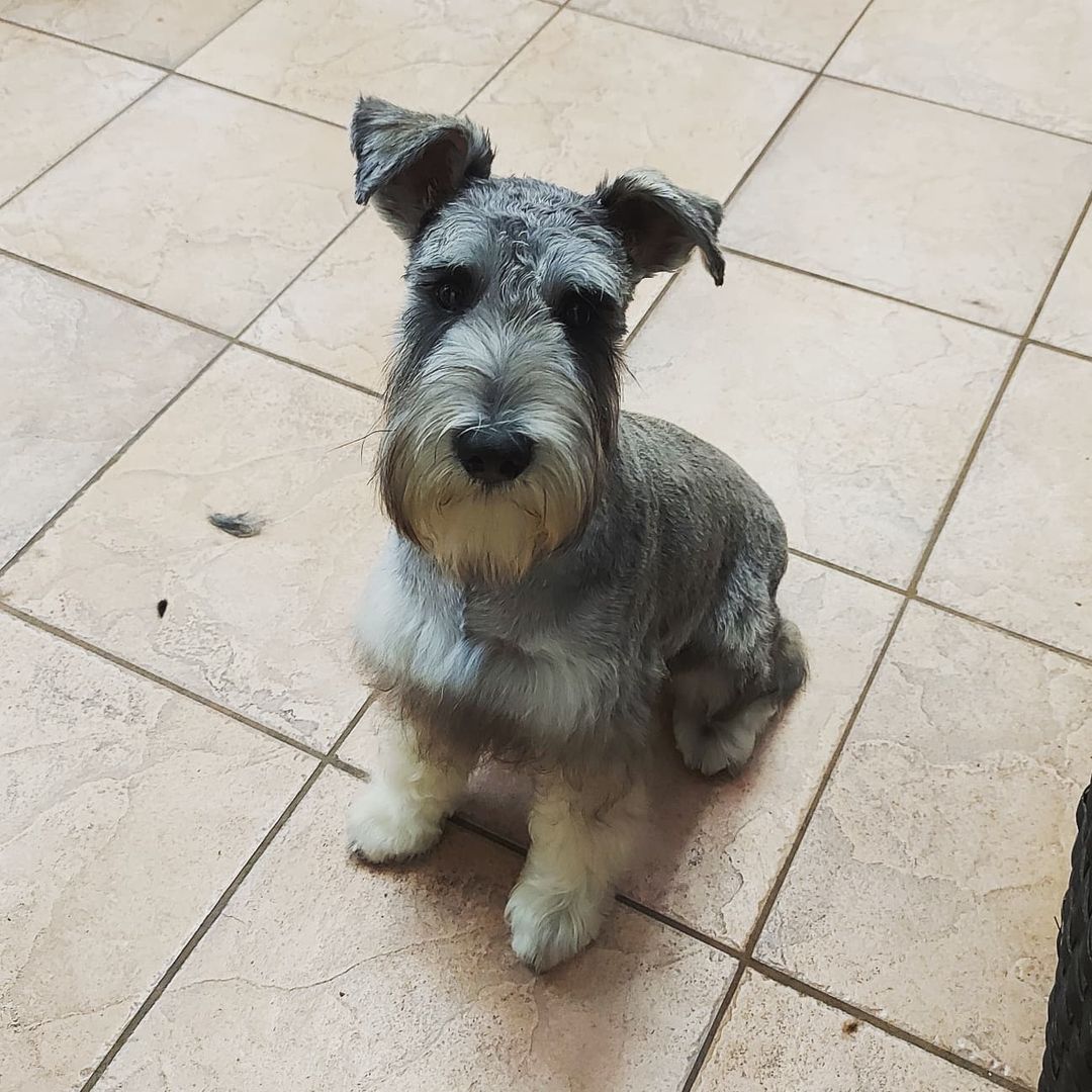 Harry after his first big boy groom today! He had 2 puppy intros to prep him for the big day. He didn't want to leave after and I wanted to keep him 😫 

<a target='_blank' href='https://www.instagram.com/explore/tags/thedoggos/'>#thedoggos</a> <a target='_blank' href='https://www.instagram.com/explore/tags/doggrooming/'>#doggrooming</a> <a target='_blank' href='https://www.instagram.com/explore/tags/doggosdoingthings/'>#doggosdoingthings</a> <a target='_blank' href='https://www.instagram.com/explore/tags/minischnauzer/'>#minischnauzer</a> <a target='_blank' href='https://www.instagram.com/explore/tags/schnauzer/'>#schnauzer</a> <a target='_blank' href='https://www.instagram.com/explore/tags/ilovemyjob/'>#ilovemyjob</a> <a target='_blank' href='https://www.instagram.com/explore/tags/groomersofinstagram/'>#groomersofinstagram</a>