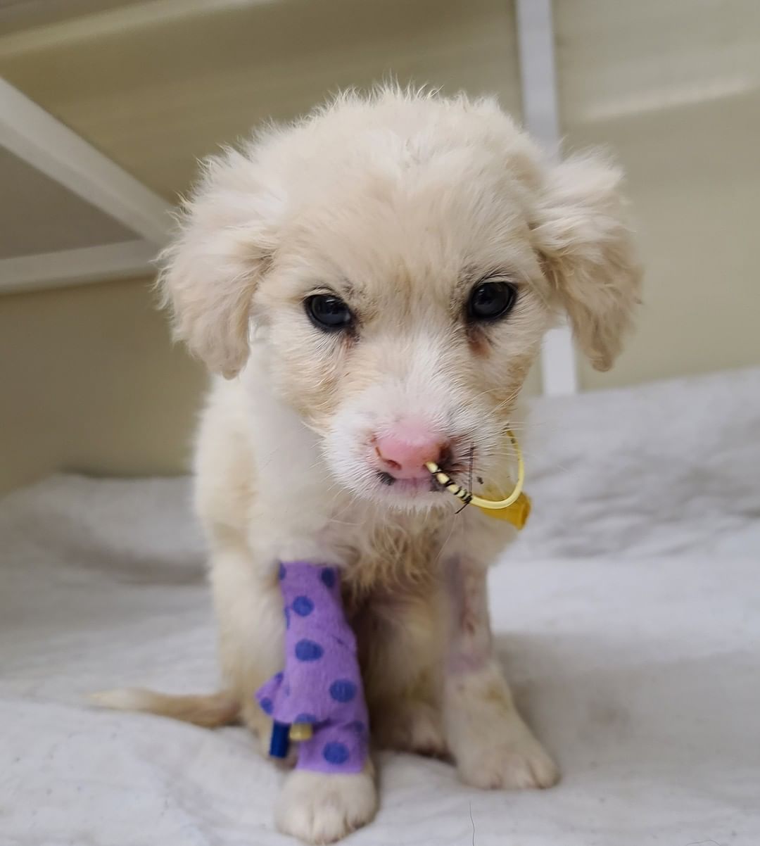 We need your help! The hard part is done. Little Bo Duke has had a great recovery and found a forever home! We need to raise $5000 to cover his extensive vet bills. Every dollar you donate helps! Follow the link below to donate today! 
https://www.spcabctn.org/donate

<a target='_blank' href='https://www.instagram.com/explore/tags/donate/'>#donate</a> <a target='_blank' href='https://www.instagram.com/explore/tags/foreverhome/'>#foreverhome</a> <a target='_blank' href='https://www.instagram.com/explore/tags/dogsofinstagram/'>#dogsofinstagram</a> <a target='_blank' href='https://www.instagram.com/explore/tags/puppies/'>#puppies</a> <a target='_blank' href='https://www.instagram.com/explore/tags/boduke/'>#boduke</a> <a target='_blank' href='https://www.instagram.com/explore/tags/spca/'>#spca</a> <a target='_blank' href='https://www.instagram.com/explore/tags/spcaofbradleycountytn/'>#spcaofbradleycountytn</a>