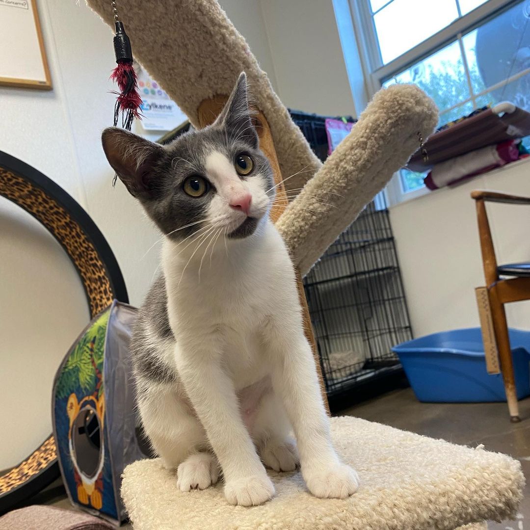 ITS KITTY TIME!! 3 boys & 3 girls!! 3-4 months old! $75 each or $100 for 2!! Microchipped, fixed, and up to date on vaccinations! Come checkout our sweet kitties!