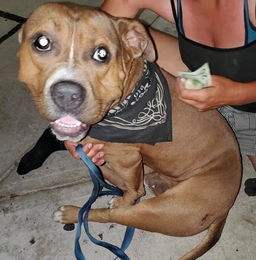 Please read what happened with
this sweet boy Blue. 

One of our volunteers saw him get hit by a car, and as she was helping him, a homeless woman said this was her dog.  Someone gave him to her 3 weeks ago, to replace her former dogs who had been killed or stolen. 😞

Longer sad story, but we convinced her to let us take him.  He was taken to our vet and examined, x-rayed and given pain meds for now.  It turns out he needs FHO surgery for a broken leg. 
We are going to have him neutered and heartworm tested and everything else at the same time. 

Poor dog. 

Poor woman. 
(She did not seem to understand what was going on a good portion of the time, but we feel she did realize that we were taking Blue to help him.￼ Our volunteer who saw the dog and met the woman, took the woman to her house, let her take a shower, gave her a meal, and some clean clothes and offered to let her stay there for a couple of days. She declined, and chose to go back to live on the street.) ￼

￼We are hoping to raise funds toward this costly surgery, and everything else he will need to have done, while he is staying at our vet clinic. ￼(link in bio) 

Blue will also eventually need a foster home since his rescuer was not really set up to take in a dog, but could not just leave him there, injured. ￼

Thanks everyone! 
We will publish updates as we have them, on this very friendly sweet natured boy’s progress￼. 
￼<a target='_blank' href='https://www.instagram.com/explore/tags/rescue/'>#rescue</a><a target='_blank' href='https://www.instagram.com/explore/tags/foster/'>#foster</a><a target='_blank' href='https://www.instagram.com/explore/tags/adopt/'>#adopt</a><a target='_blank' href='https://www.instagram.com/explore/tags/adoptdontshop/'>#adoptdontshop</a>❤️ <a target='_blank' href='https://www.instagram.com/explore/tags/donate/'>#donate</a> <a target='_blank' href='https://www.instagram.com/explore/tags/dogrescues/'>#dogrescues</a> <a target='_blank' href='https://www.instagram.com/explore/tags/animalrescues/'>#animalrescues</a> <a target='_blank' href='https://www.instagram.com/explore/tags/rehabilitation/'>#rehabilitation</a> <a target='_blank' href='https://www.instagram.com/explore/tags/fosterdogs/'>#fosterdogs</a> <a target='_blank' href='https://www.instagram.com/explore/tags/fosterdogsofinstagram/'>#fosterdogsofinstagram</a> <a target='_blank' href='https://www.instagram.com/explore/tags/donatetoday/'>#donatetoday</a>