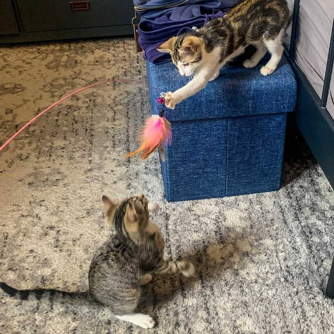 Posted @withregram • @benjmartin Today I welcomed two special friends into my home / life — Dexter and Deedee (f.k.a. Pepper and Sugar). Just like their namesakes, they’re a sibling duo that likes to cause mischief and get in each other’s business.

Thanks so much to @nycteensforanimals for all their work to help these two find their way to me!