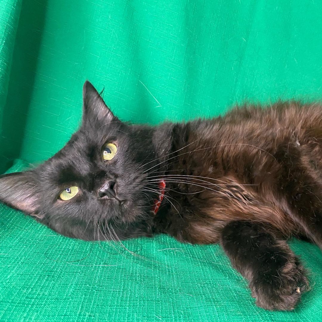 Photo shoot at Many Paws today!! Soon pics will be updated and new cats will be posted! Please like and share our page. Link in bio for adoption information. <a target='_blank' href='https://www.instagram.com/explore/tags/catsofinstagram/'>#catsofinstagram</a> <a target='_blank' href='https://www.instagram.com/explore/tags/adoptdontshop/'>#adoptdontshop</a> <a target='_blank' href='https://www.instagram.com/explore/tags/cutenessoverload/'>#cutenessoverload</a> <a target='_blank' href='https://www.instagram.com/explore/tags/cutekitty/'>#cutekitty</a> <a target='_blank' href='https://www.instagram.com/explore/tags/adoptme/'>#adoptme</a> <a target='_blank' href='https://www.instagram.com/explore/tags/adoptacat/'>#adoptacat</a> <a target='_blank' href='https://www.instagram.com/explore/tags/lookingforahome/'>#lookingforahome</a> <a target='_blank' href='https://www.instagram.com/explore/tags/foreverhome/'>#foreverhome</a> <a target='_blank' href='https://www.instagram.com/explore/tags/fosterkittens/'>#fosterkittens</a> <a target='_blank' href='https://www.instagram.com/explore/tags/rescuecat/'>#rescuecat</a> <a target='_blank' href='https://www.instagram.com/explore/tags/fosterkittensofinstagram/'>#fosterkittensofinstagram</a> <a target='_blank' href='https://www.instagram.com/explore/tags/instacat/'>#instacat</a> <a target='_blank' href='https://www.instagram.com/explore/tags/catlove/'>#catlove</a> <a target='_blank' href='https://www.instagram.com/explore/tags/instacat/'>#instacat</a> <a target='_blank' href='https://www.instagram.com/explore/tags/manypawsglobalrescue/'>#manypawsglobalrescue</a>