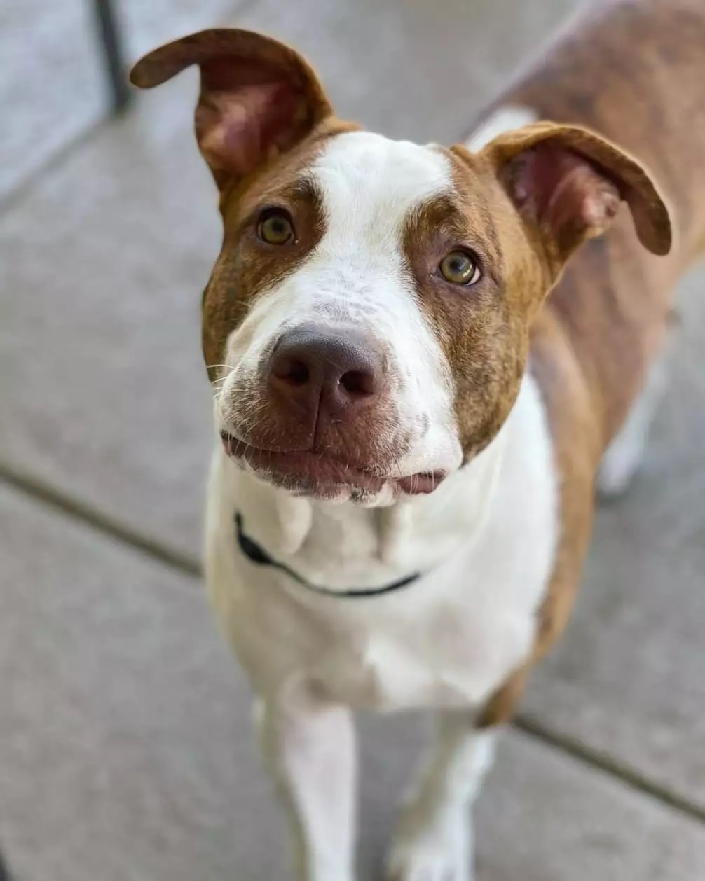 🥁 Introducing... 🥁
💙💛 Sosa! 💛💙

This cute guy just joined the SacRDR pack - swipe to take a peek at what's probably the most charming winky face ever, and check out his info below! 😉

