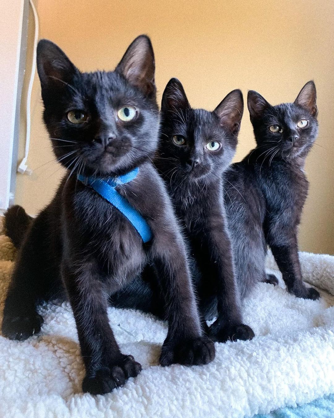 Presenting “Kittens with Mittens”, a limited residency at ARC in Bloomsburg. Get your apps in now, these STUNNING polydactyl (thumbs!) kittens won’t last long. 🤩 These stunning siblings are ready to fill your home with loud purrs, biscuit making and CHAOS. 😜

Woodrow, Augustus and Janey are already altered, tested, microchipped and vaccinated. Email Kate at Kate@nokillarc.org to inquire!

<a target='_blank' href='https://www.instagram.com/explore/tags/blackcatsofinstagram/'>#blackcatsofinstagram</a> <a target='_blank' href='https://www.instagram.com/explore/tags/blackcats/'>#blackcats</a> <a target='_blank' href='https://www.instagram.com/explore/tags/polydactlycat/'>#polydactlycat</a> <a target='_blank' href='https://www.instagram.com/explore/tags/polycat/'>#polycat</a> <a target='_blank' href='https://www.instagram.com/explore/tags/kittensofinstagram/'>#kittensofinstagram</a> <a target='_blank' href='https://www.instagram.com/explore/tags/kittensdaily/'>#kittensdaily</a> <a target='_blank' href='https://www.instagram.com/explore/tags/shelterkittensofinstagram/'>#shelterkittensofinstagram</a> <a target='_blank' href='https://www.instagram.com/explore/tags/blackcatsrule/'>#blackcatsrule</a> <a target='_blank' href='https://www.instagram.com/explore/tags/adoptdontshop/'>#adoptdontshop</a>