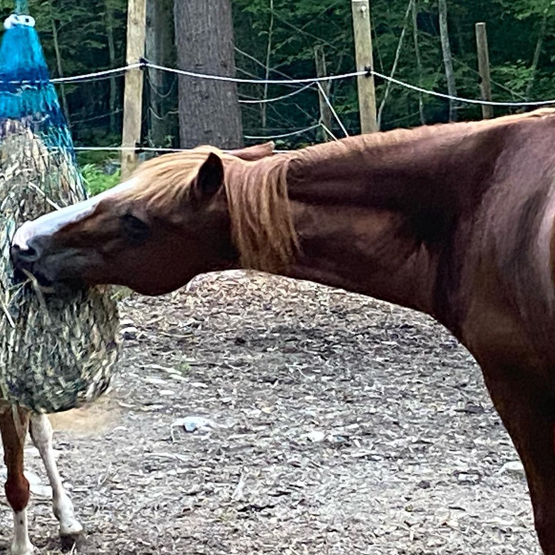 Our beautiful, sweet, boy has a beautiful, sweet, family that wants to adopt him! They are looking for a kind, experienced, and reputable horse trainer that will board and train Cole for them. *Facility must be within a 30 minute drive from Berlin CT*