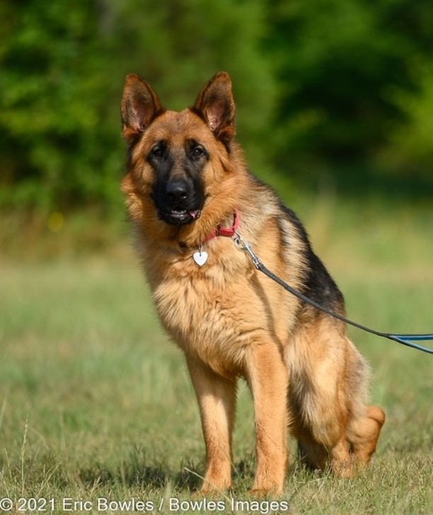 🧚‍♂️🍀Pete was surrendered to animal control by his former owners to be euthanized because they wanted to travel more!  He is SO incredibly sweet. We don’t know how he lost his foot, but he will require surgery on his back leg to give his hips some relief. Pete is a mild-mannered GSD Male about a year-and-a-half old. He is a quiet guy. He was very sad when he first arrived but has blossomed.  He loves scratches and affection. Loves to play ball ⚽️or sit with you and let you love ❤️on him. Will be good for any type of family. Walks well on a leash, knows how to sit. 🚶‍♂️
👇
PLEASE SHARE!
🐾 apply to adopt at www.CaninePetRescue.com
🐾donate at https://caninepetrescue.networkforgood.com/