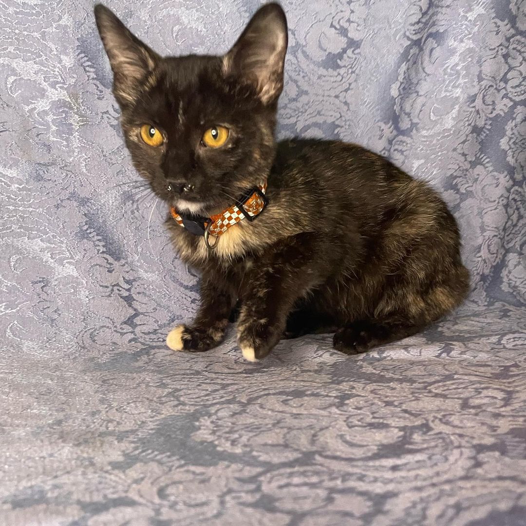 Photo shoot at Many Paws today!! Soon pics will be updated and new cats will be posted! Please like and share our page. Link in bio for adoption information. <a target='_blank' href='https://www.instagram.com/explore/tags/catsofinstagram/'>#catsofinstagram</a> <a target='_blank' href='https://www.instagram.com/explore/tags/adoptdontshop/'>#adoptdontshop</a> <a target='_blank' href='https://www.instagram.com/explore/tags/cutenessoverload/'>#cutenessoverload</a> <a target='_blank' href='https://www.instagram.com/explore/tags/cutekitty/'>#cutekitty</a> <a target='_blank' href='https://www.instagram.com/explore/tags/adoptme/'>#adoptme</a> <a target='_blank' href='https://www.instagram.com/explore/tags/adoptacat/'>#adoptacat</a> <a target='_blank' href='https://www.instagram.com/explore/tags/lookingforahome/'>#lookingforahome</a> <a target='_blank' href='https://www.instagram.com/explore/tags/foreverhome/'>#foreverhome</a> <a target='_blank' href='https://www.instagram.com/explore/tags/fosterkittens/'>#fosterkittens</a> <a target='_blank' href='https://www.instagram.com/explore/tags/rescuecat/'>#rescuecat</a> <a target='_blank' href='https://www.instagram.com/explore/tags/fosterkittensofinstagram/'>#fosterkittensofinstagram</a> <a target='_blank' href='https://www.instagram.com/explore/tags/instacat/'>#instacat</a> <a target='_blank' href='https://www.instagram.com/explore/tags/catlove/'>#catlove</a> <a target='_blank' href='https://www.instagram.com/explore/tags/instacat/'>#instacat</a> <a target='_blank' href='https://www.instagram.com/explore/tags/manypawsglobalrescue/'>#manypawsglobalrescue</a>