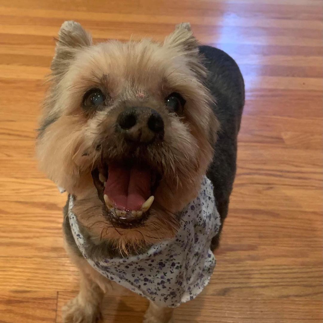 ⭐️⭐️⭐️⭐️⭐️⭐️ Yorkie Alert ⭐️⭐️⭐️⭐️⭐️⭐️

Meet our  adorable 10 years young Yorkie Ori! 

Ori is a a sweet and chill senior boy.  He is good with other dogs and loves everyone he meets. 
 
Ori would do best in a calmer home with little or no stairs. 

If you think you could be his forever family, please submit an application via our website (listed in comments) 

<a target='_blank' href='https://www.instagram.com/explore/tags/AnarchyAnimalRescueAndRehabilitation/'>#AnarchyAnimalRescueAndRehabilitation</a> 
<a target='_blank' href='https://www.instagram.com/explore/tags/Ori/'>#Ori</a> <a target='_blank' href='https://www.instagram.com/explore/tags/Yorkie/'>#Yorkie</a> <a target='_blank' href='https://www.instagram.com/explore/tags/Rescue/'>#Rescue</a>