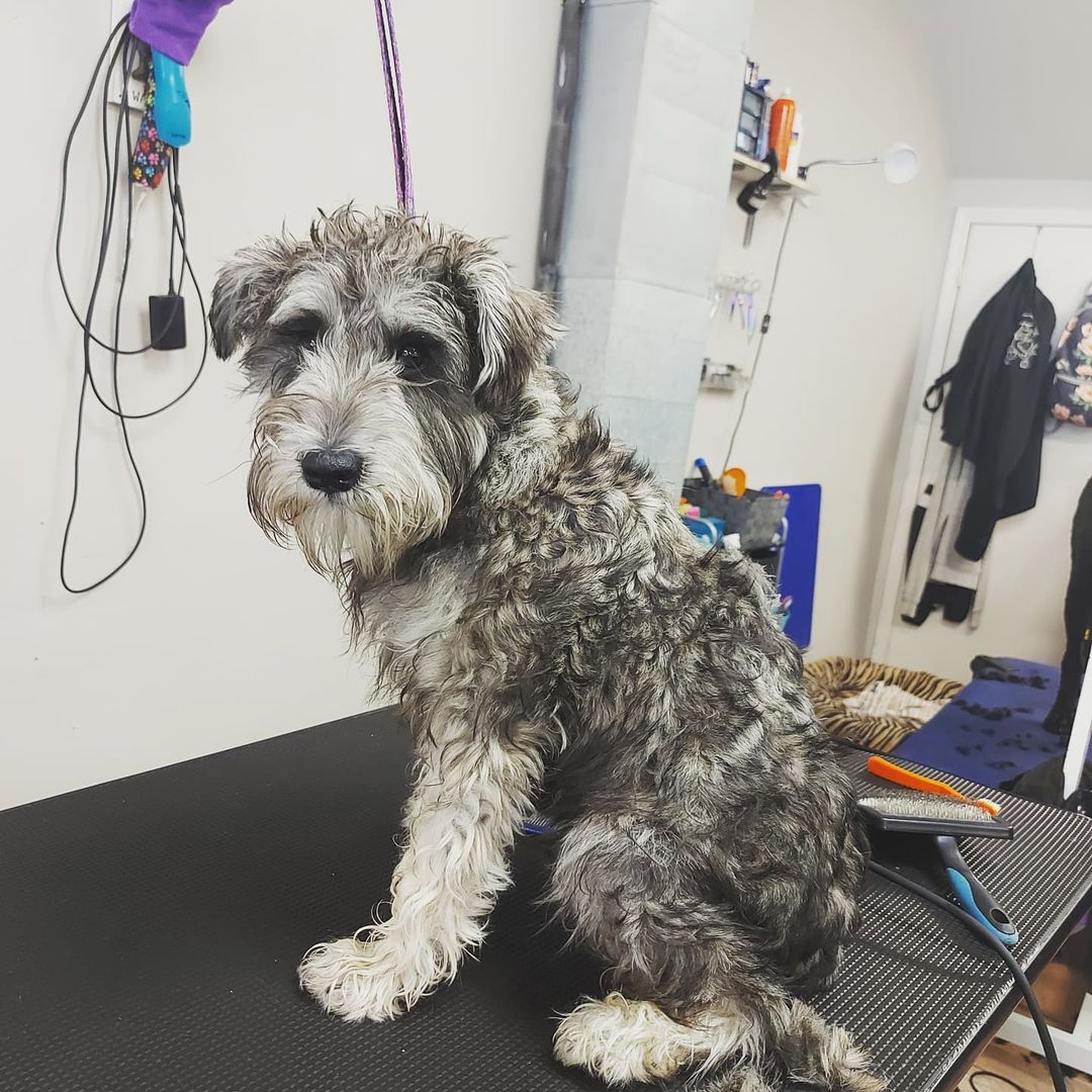 Harry after his first big boy groom today! He had 2 puppy intros to prep him for the big day. He didn't want to leave after and I wanted to keep him 😫 

<a target='_blank' href='https://www.instagram.com/explore/tags/thedoggos/'>#thedoggos</a> <a target='_blank' href='https://www.instagram.com/explore/tags/doggrooming/'>#doggrooming</a> <a target='_blank' href='https://www.instagram.com/explore/tags/doggosdoingthings/'>#doggosdoingthings</a> <a target='_blank' href='https://www.instagram.com/explore/tags/minischnauzer/'>#minischnauzer</a> <a target='_blank' href='https://www.instagram.com/explore/tags/schnauzer/'>#schnauzer</a> <a target='_blank' href='https://www.instagram.com/explore/tags/ilovemyjob/'>#ilovemyjob</a> <a target='_blank' href='https://www.instagram.com/explore/tags/groomersofinstagram/'>#groomersofinstagram</a>