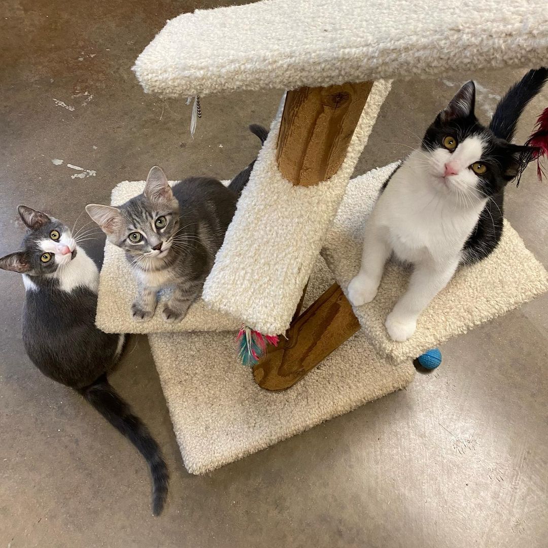 ITS KITTY TIME!! 3 boys & 3 girls!! 3-4 months old! $75 each or $100 for 2!! Microchipped, fixed, and up to date on vaccinations! Come checkout our sweet kitties!