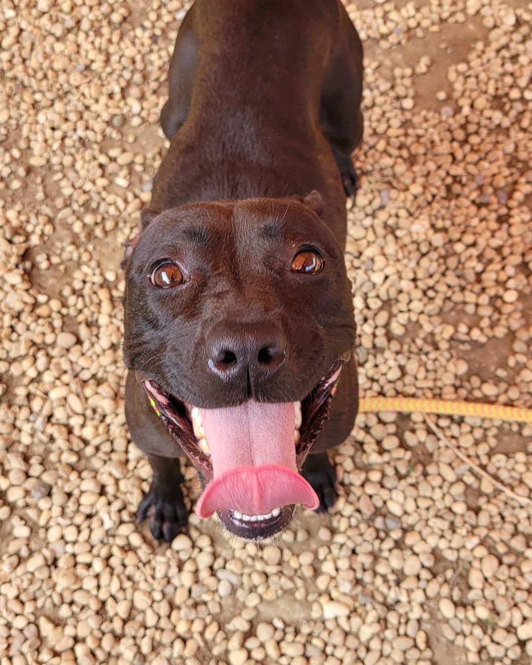 Loopey is a playful, fun loving girl!  She was found roaming the streets while on her journey to find her forever home and brought to @acctphilly as a temporary rest stop to her final destination: your heart ❤

Loopey is estimated to be about 4yrs old and has all the spunk and energy of a perfectly middle-aged pup.  She would be a great companion for outdoor exploring and indoor snuggles. 

Loopey is a social butterfly, and enjoys meeting people and dogs!  She's already made a few new friends in her short pit stop at ACCT.  She intended to stop on her journey just for some snacks and a nap, but decided to hang a little longer since she enjoys the company. 

Loopey is very treat motivated and learned sit pretty quickly.  She would do best in an active home that can provide lots of exercise and enrichment. Afterall, Loopey wants to take in all the world (read: your heart) has to offer. 💗

Could her final destination be with you?  Email adopt@acctphilly.org 

Or maybe you want to offer Loopey her next rest stop for yummy snacks and a cozy nap spot? Email foster@acctphilly.org