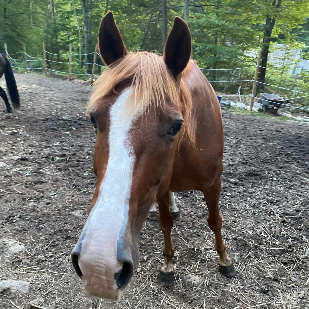 Our beautiful, sweet, boy has a beautiful, sweet, family that wants to adopt him! They are looking for a kind, experienced, and reputable horse trainer that will board and train Cole for them. *Facility must be within a 30 minute drive from Berlin CT*