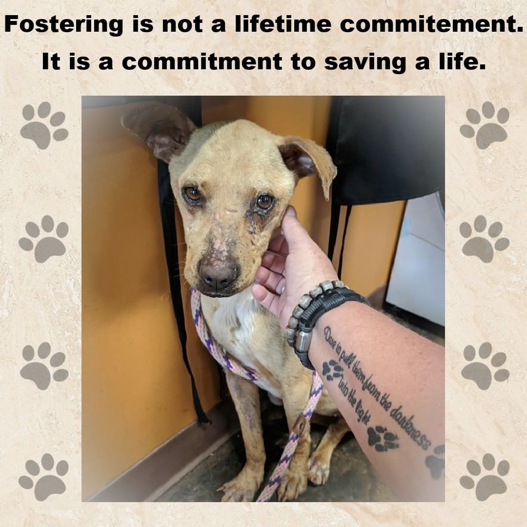 We have an overwhelming amount of Facebook messages, emails, and phone calls from people needing to surrender their dogs and people who have found dogs. Shelters are pleading with rescues to pull dogs to avoid euthanasia due to shelters being way over total capacity. WE NEED YOUR HELP! Please consider fostering. We pay for all vetting visits, preventatives, supplies, food, etc. You open your heart and home to a rescued dog while they are waiting for adoption.  Please send us a message if you are interested in fostering.