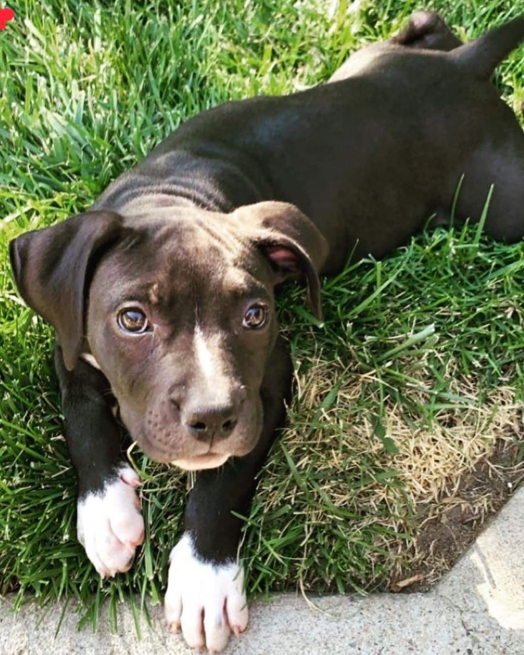 Available for Pre -Adoption only. 
Meet sweet little Mahina she is a pitty mix, born on 4/26/21. She is calm and attentive when around people, she loves stuffed animals and playing in the water. She is almost completely potty trained and is a super quick learner!  Good around small dogs, cats, and children and is more on the submissive side. 

If you are interested in adopting this cutie. Please submit an application. This can be found on our website at:
 www.ebarr.org
And email back to: animalrescue@ebarr.org
 
**Please note all applications are first come first serve basis. You must submit an application for approval prior to scheduling a meet and greet.