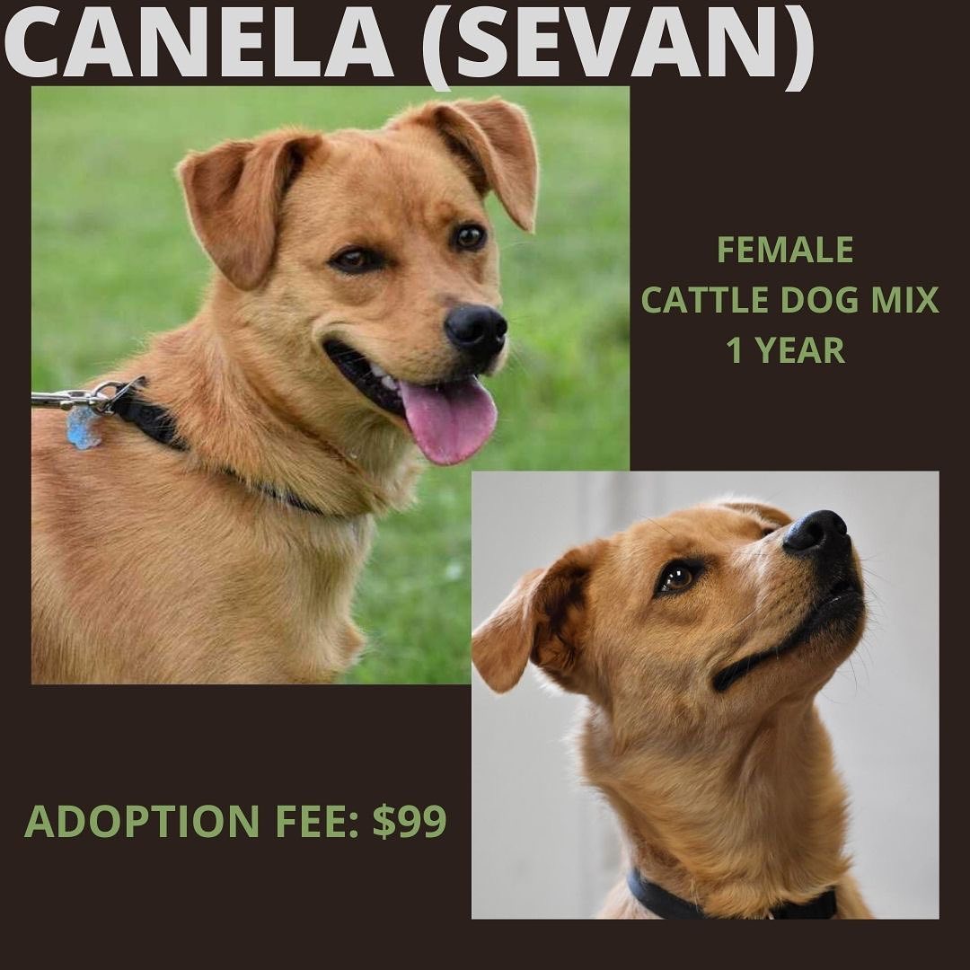 Hi! I'm Canela but my friends like to call me Sevan, I am a cattle dog mix with an estimated DOB of 11/30/2019! So I am kind of shy at first but when I get comfortable I get very playful and loving. I found out apartment living is not for me...I need lot's of space! I am so sweet and want to give someone all my love. My hobbies include, playing with my dog friends, playing fetch, zoomies, sleeping, and snuggling! I am great with other dogs and like to show off my big personality! My adoption fee is $99.00 which includes a medical exam, sterilization surgery, age appropriate vaccinations, dewormer, a heartworm test, and a microchip. So, what do you say? Wanna be a family?