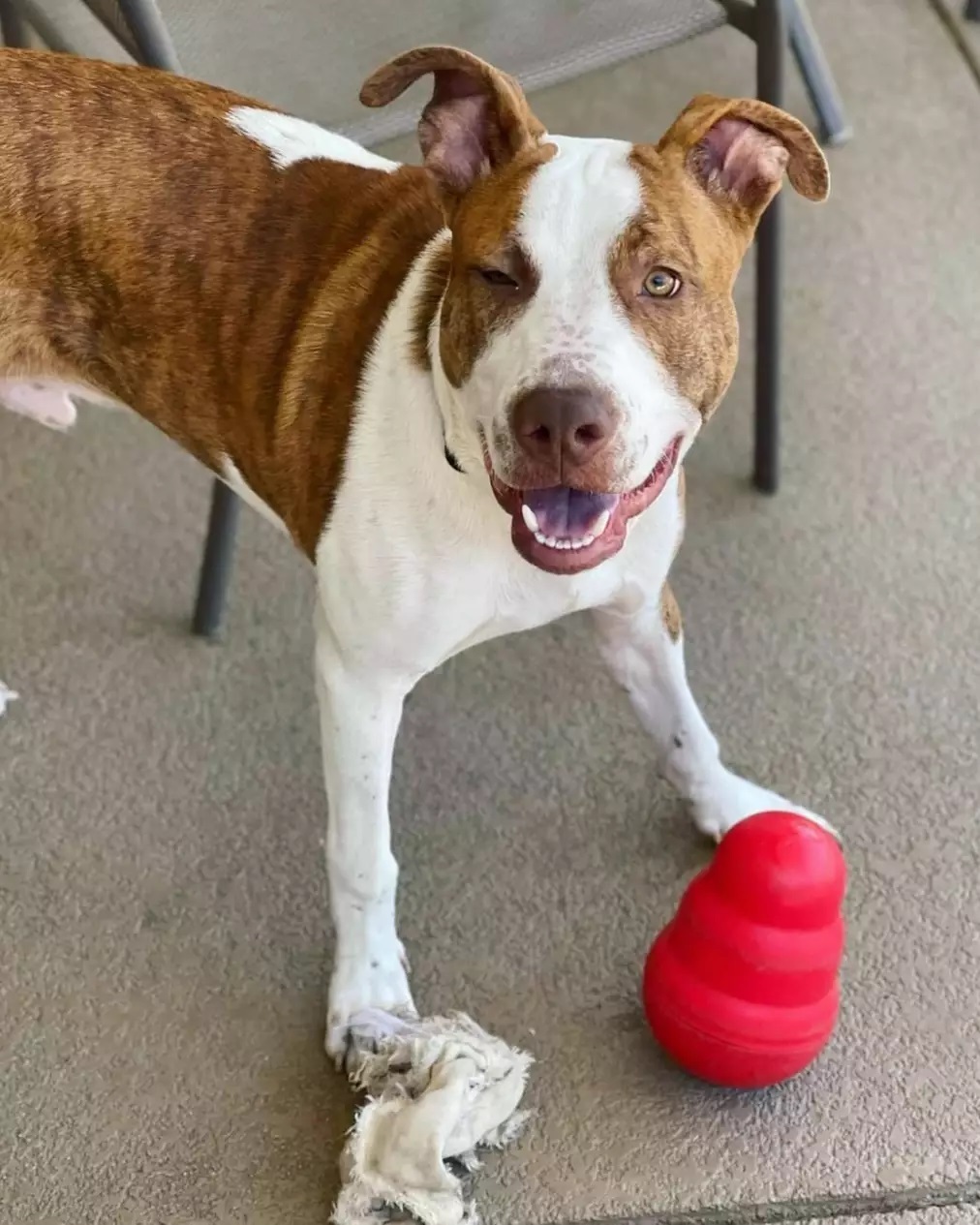 🥁 Introducing... 🥁
💙💛 Sosa! 💛💙

This cute guy just joined the SacRDR pack - swipe to take a peek at what's probably the most charming winky face ever, and check out his info below! 😉

