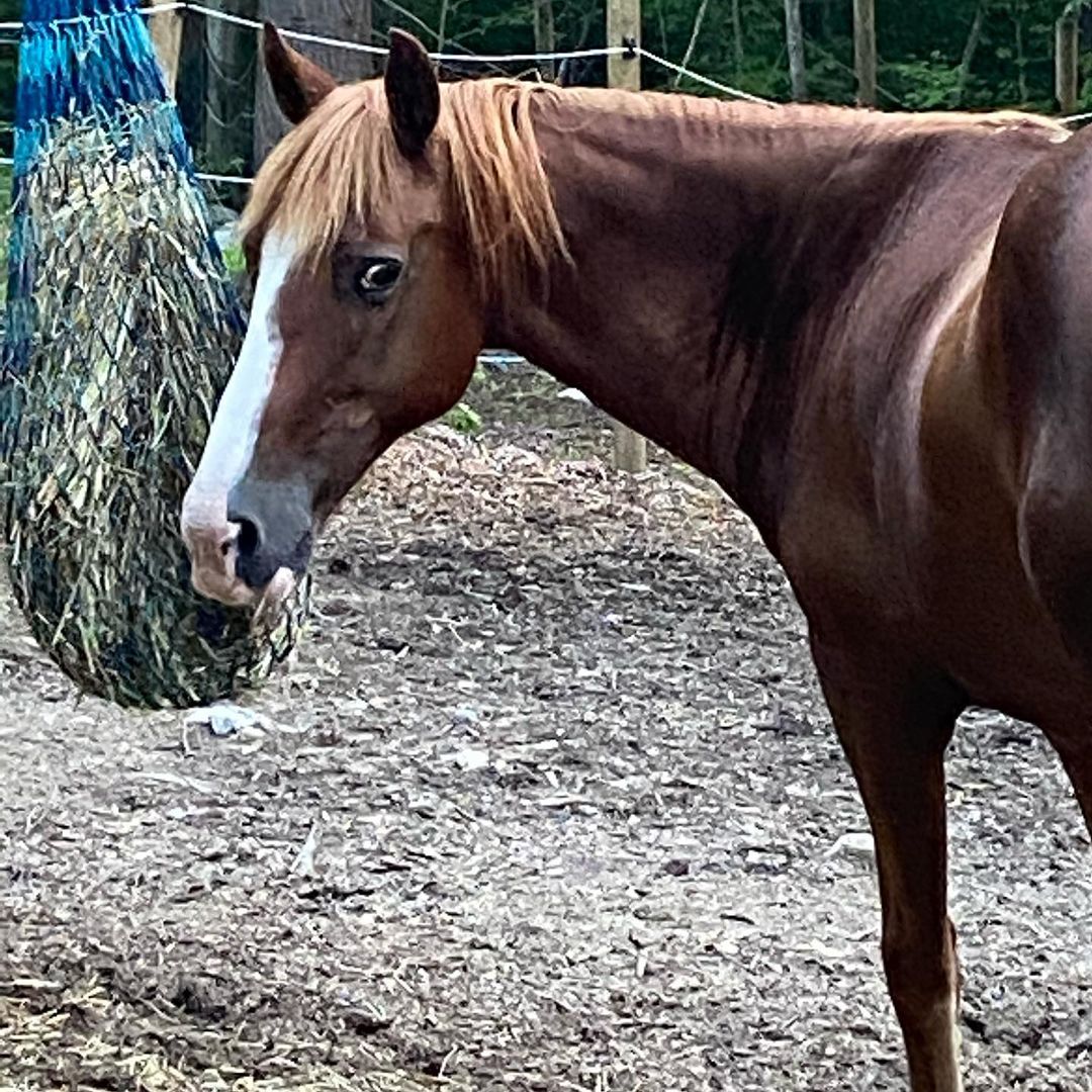 Our beautiful, sweet, boy has a beautiful, sweet, family that wants to adopt him! They are looking for a kind, experienced, and reputable horse trainer that will board and train Cole for them. *Facility must be within a 30 minute drive from Berlin CT*