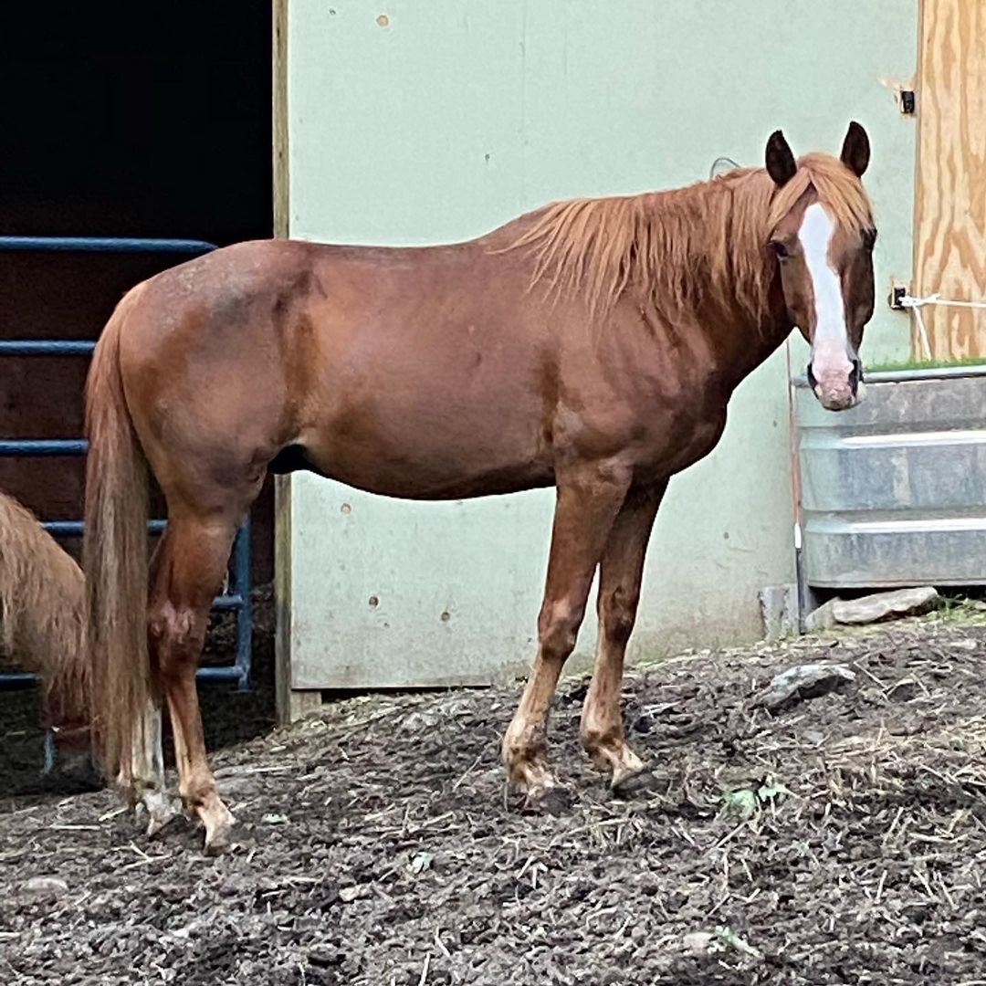 Our beautiful, sweet, boy has a beautiful, sweet, family that wants to adopt him! They are looking for a kind, experienced, and reputable horse trainer that will board and train Cole for them. *Facility must be within a 30 minute drive from Berlin CT*