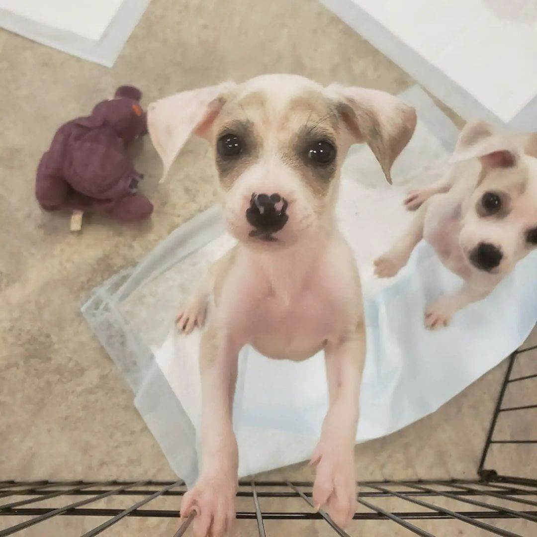🎶🎵 Come and knock on our door... We've been waiting for you... 🎵🎶

Janet, Chrissy, and Jack are here and my goodness 😍😍 

We aren't sure what they are, but they will be smaller breeds. 

These guys will be available soon, but in the meantime we are getting to know them and getting them into the vet! 

To donate towards their vet bills: 
Www.allpawssafehaven.com 
Venmo @APSH-donate