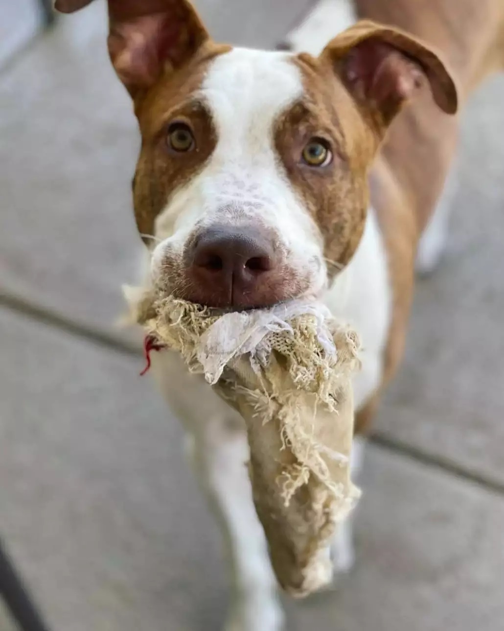 🥁 Introducing... 🥁
💙💛 Sosa! 💛💙

This cute guy just joined the SacRDR pack - swipe to take a peek at what's probably the most charming winky face ever, and check out his info below! 😉

