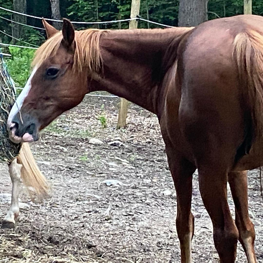 Our beautiful, sweet, boy has a beautiful, sweet, family that wants to adopt him! They are looking for a kind, experienced, and reputable horse trainer that will board and train Cole for them. *Facility must be within a 30 minute drive from Berlin CT*