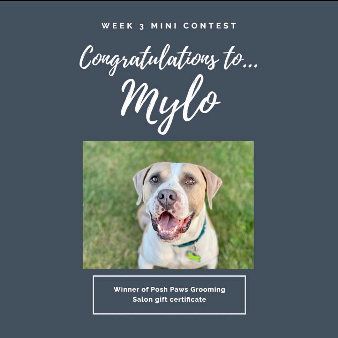 Have you voted & entered your pet! A new week begins tomorrow which means another opportunity to win one of the mini contests! You only have until July 31st before our calendar contest ends 🗓

Be sure to enter using the link in our bio & keep up the voting too!! 💛