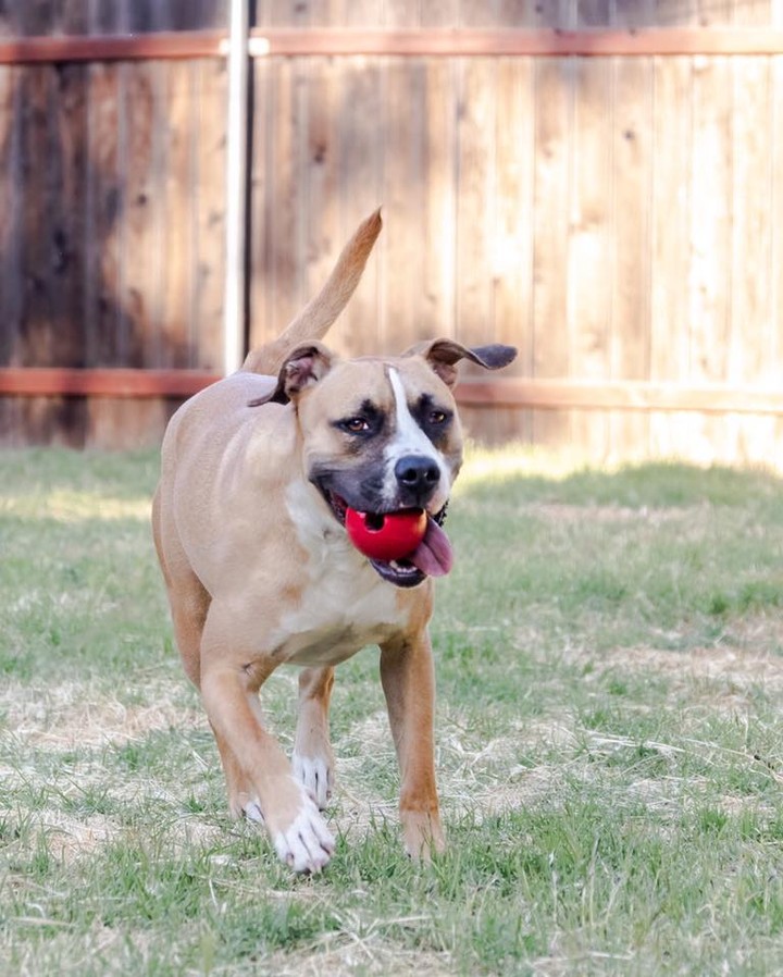 🙏🏻 Please help us spread the word about Patches so we can find his forever home!! 🙏🏻

Patches has been doing SO WELL in his foster home and he’s a completely different dog since leaving the shelter. His foster mom has provided him with the structure and guidance and love that he needed to thrive and now he needs to find his forever home where he can grow up and old! Patches foster mom has returned to work in the office full time and he is having to be crated longer than any of us would like so finding his forever home is more important than ever. 🐾💕

We haven’t received one single adoption application on him and he’s been on adoption sights for months. He’s so darn sweet and lovable and he so deserves a home. The ideal home for Patches would be one where he is an only child and can be spoiled by his parents. He needs a home with a big, fenced back yard where he can run and play and active parents who will take him for walks and continue his training. To learn more about him, please visit his adoption link at: http://www.onebyonerp.org/patches.html

Patches comes with 6 months of free, high quality food, several training sessions with a professional trainer to help him acclimate to his new home, and a goody bag filled with his favorite things! Please PM us with questions AFTER reading his bio! 
***Special thanks to @kyleedoylephotography for the awesome photos!