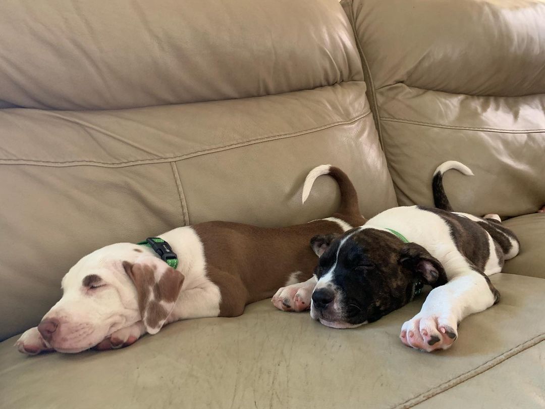 Public Service Announcement: 
You can work AND keep your dog 😊 
Know what? Dogs sleep 12 to 14 hours a day. Get a camera. Guess what your dog is doing while you're at work? Sleeping! They'll sleep with you at night and while you're at work.  So that dog you just 