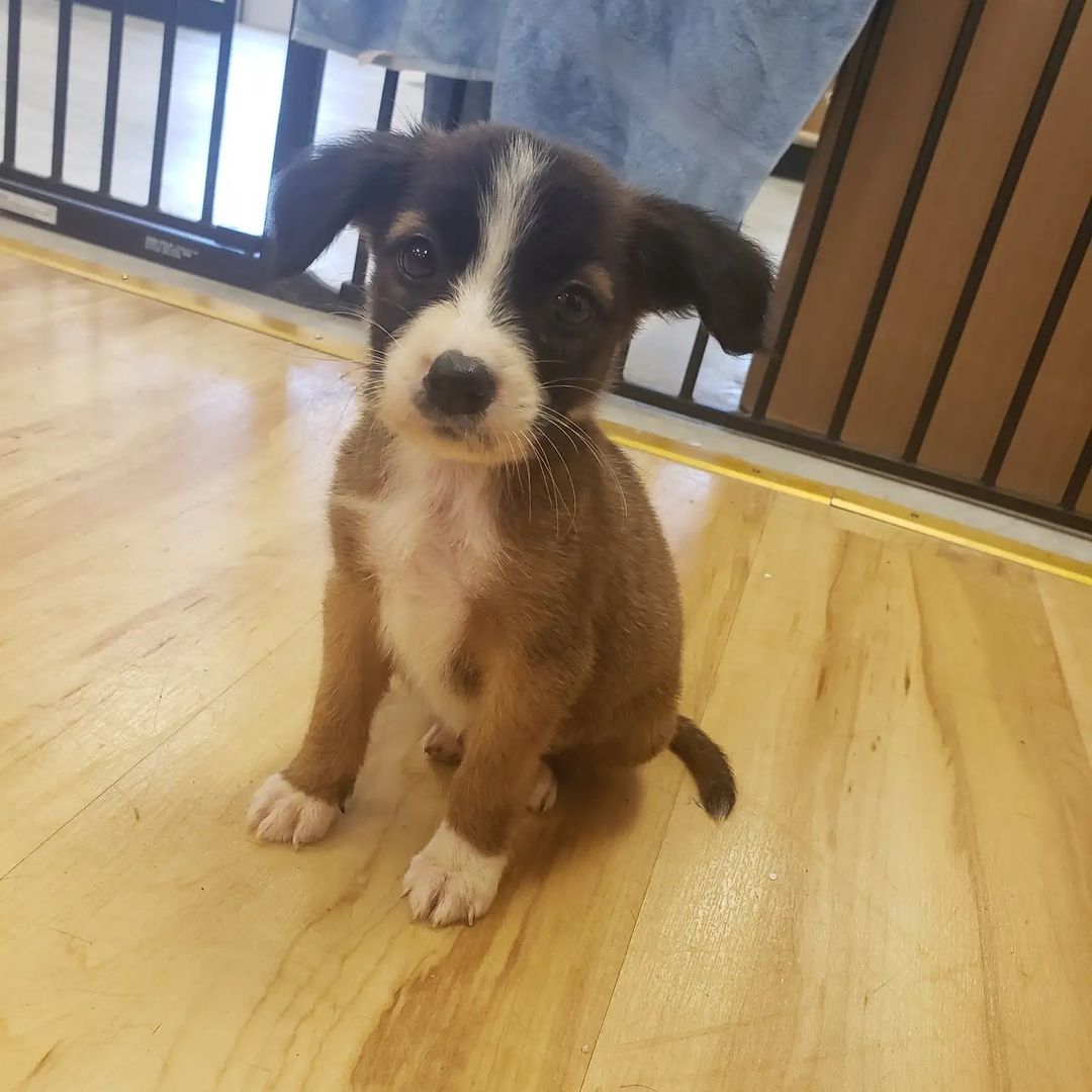 🎶🎵 Come and knock on our door... We've been waiting for you... 🎵🎶

Janet, Chrissy, and Jack are here and my goodness 😍😍 

We aren't sure what they are, but they will be smaller breeds. 

These guys will be available soon, but in the meantime we are getting to know them and getting them into the vet! 

To donate towards their vet bills: 
Www.allpawssafehaven.com 
Venmo @APSH-donate