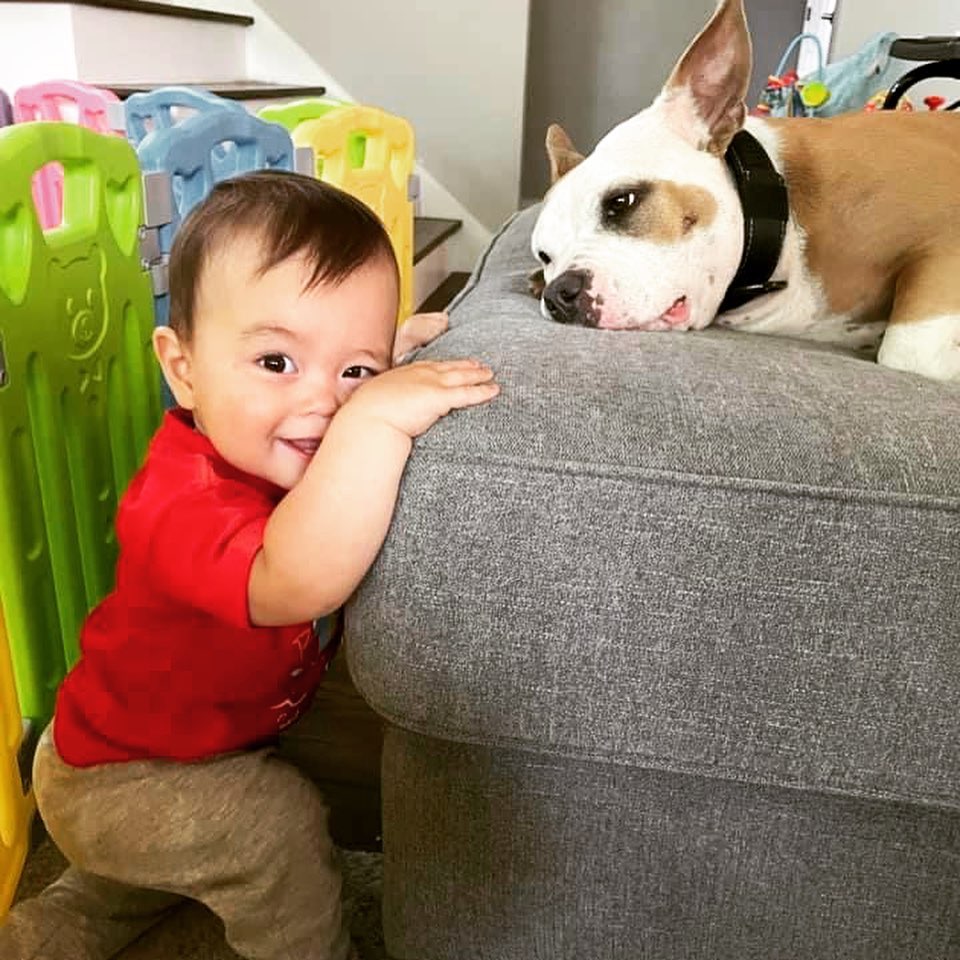 Trying to write rescue posts is harder than taking care of this child. 
Well, cept he’s the reason I can’t.
If you’re missing my daily LEAD posts, you’re not alone. Nobody told me having a 10 month old would mean one, 1.5 hour nap and no time to write, write, write. Actually they did tell me, “I don’t know how you juggle it all!” Oh, I’m juggling between throwing squeaky tennis balls in one corner for my 4 dogs and holding my breath in the other when the diaper genie opens up 20 times a day.
But tbh, during the rescue’s slow downtime, we do have a couple adoptions coming our way and of course that’s always good news. I can’t wait to tell you those whenever my non-foster/non-adopted kid gives this dog mom a chance. Yes, I do write them all. There’s no “Dear Ashley” helping me.
Maybe I should be more like Tum Tum, she doesn’t care for congratulatory posting or Theo. Just cheese. <a target='_blank' href='https://www.instagram.com/explore/tags/cheese/'>#cheese</a> <a target='_blank' href='https://www.instagram.com/explore/tags/morecheese/'>#morecheese</a> <a target='_blank' href='https://www.instagram.com/explore/tags/baby/'>#baby</a> <a target='_blank' href='https://www.instagram.com/explore/tags/theo/'>#theo</a> <a target='_blank' href='https://www.instagram.com/explore/tags/kidsanddogs/'>#kidsanddogs</a> <a target='_blank' href='https://www.instagram.com/explore/tags/dogs/'>#dogs</a> <a target='_blank' href='https://www.instagram.com/explore/tags/dogsofinstagram/'>#dogsofinstagram</a> <a target='_blank' href='https://www.instagram.com/explore/tags/dogstagram/'>#dogstagram</a> <a target='_blank' href='https://www.instagram.com/explore/tags/adoption/'>#adoption</a> <a target='_blank' href='https://www.instagram.com/explore/tags/adopt/'>#adopt</a> <a target='_blank' href='https://www.instagram.com/explore/tags/adoptdontshop/'>#adoptdontshop</a> <a target='_blank' href='https://www.instagram.com/explore/tags/babiesofinstagram/'>#babiesofinstagram</a> <a target='_blank' href='https://www.instagram.com/explore/tags/babiesanddogs/'>#babiesanddogs</a> <a target='_blank' href='https://www.instagram.com/explore/tags/babiesandpuppies/'>#babiesandpuppies</a> <a target='_blank' href='https://www.instagram.com/explore/tags/puppiesofinstagram/'>#puppiesofinstagram</a> <a target='_blank' href='https://www.instagram.com/explore/tags/pupstagram/'>#pupstagram</a> <a target='_blank' href='https://www.instagram.com/explore/tags/rescuedogsofinstagram/'>#rescuedogsofinstagram</a> <a target='_blank' href='https://www.instagram.com/explore/tags/ashley/'>#ashley</a> <a target='_blank' href='https://www.instagram.com/explore/tags/posts/'>#posts</a> <a target='_blank' href='https://www.instagram.com/explore/tags/postingeveryday/'>#postingeveryday</a> <a target='_blank' href='https://www.instagram.com/explore/tags/willgettoit/'>#willgettoit</a> <a target='_blank' href='https://www.instagram.com/explore/tags/eventually/'>#eventually</a>