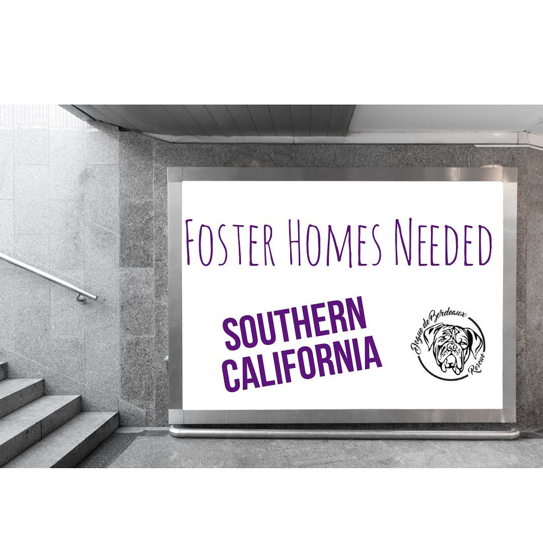 Dogue de Bordeaux Rescue is in desperate need of volunteer foster homes in Southern California. 
Learn more about fostering and apply to be a volunteer. 

http://ddbrescue.org/foster-frequently-asked-questions/

http://ddbrescue.org/volunteer-application-2/