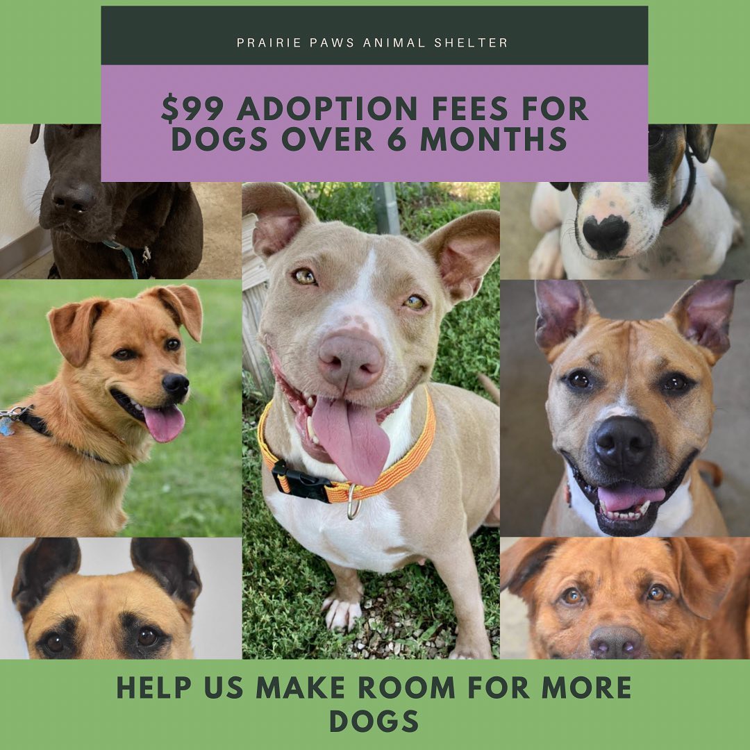 We’ve got lots of cuties looking for homes! Visit our website (link in bio) to check out our adoptable pets. $99 Adoption fee for dogs over 6 months old.