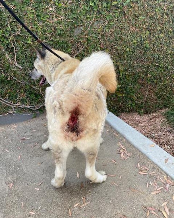 YOSHI got Straight Outta South LA Shelter this a.m. thanks to the amazing staff - shout out to Diana Guzman! - and Carol Sawamura and Lexie (Transport Team!). As you can see, Yoshi has a little abscess on his back end but he’s out, safe, and that’s all that matters right now. 
Awwwwoooooooo.