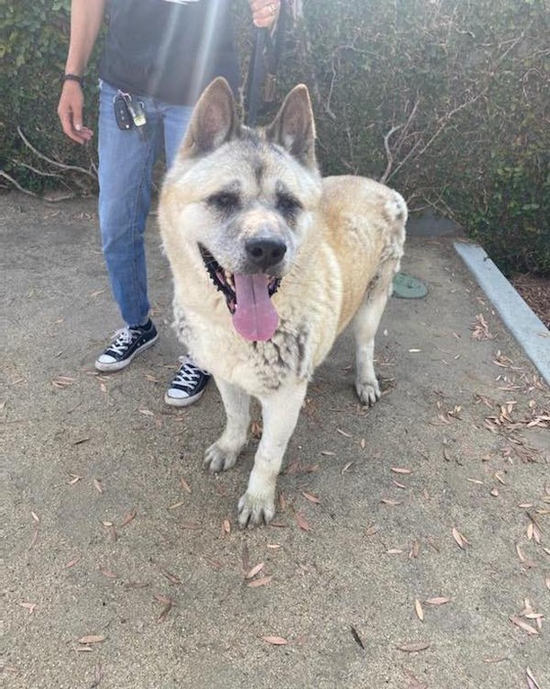 YOSHI got Straight Outta South LA Shelter this a.m. thanks to the amazing staff - shout out to Diana Guzman! - and Carol Sawamura and Lexie (Transport Team!). As you can see, Yoshi has a little abscess on his back end but he’s out, safe, and that’s all that matters right now. 
Awwwwoooooooo.